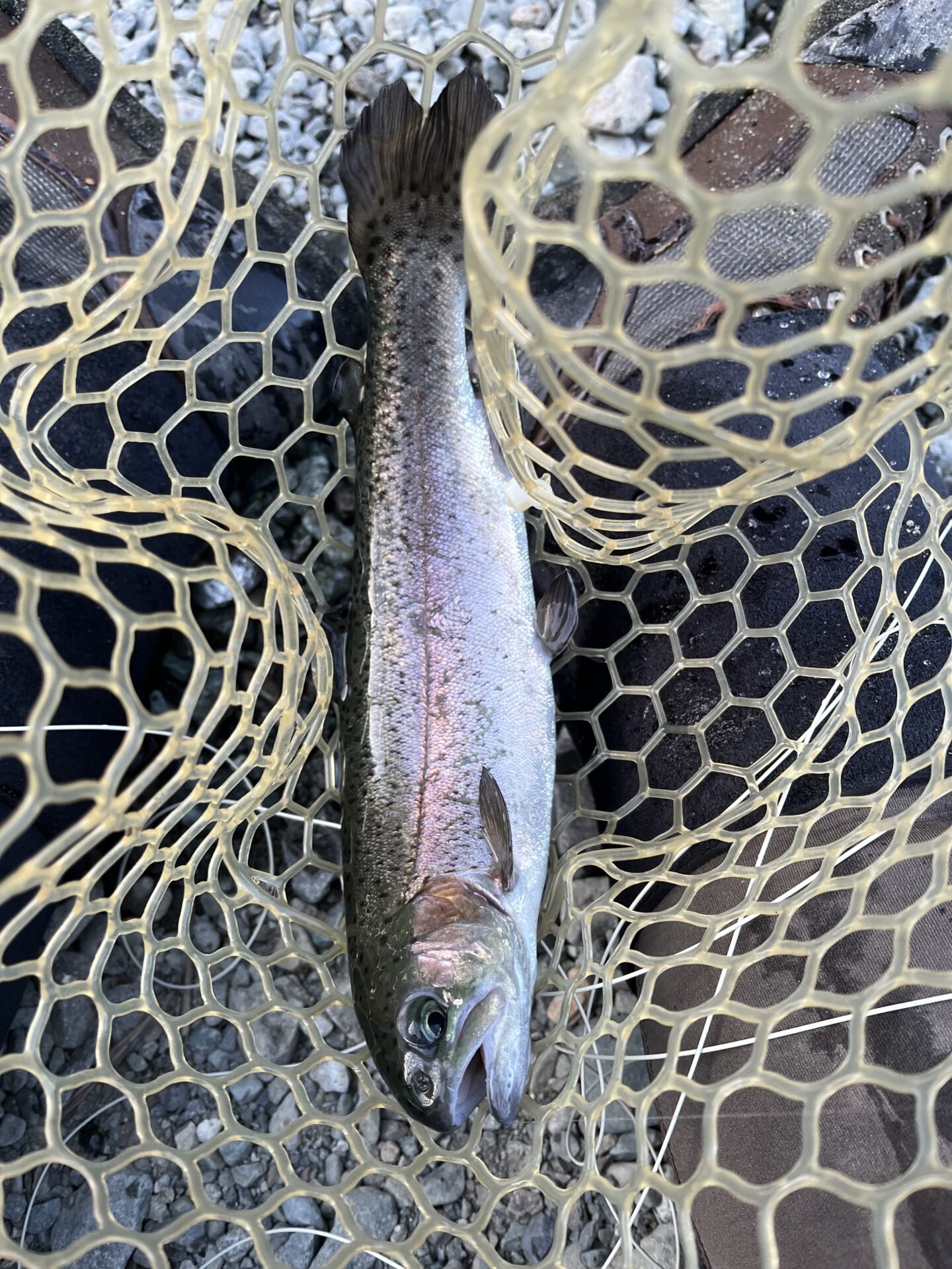 虹鱒
うらたんざわ渓流釣場
2026.1.15
15:51
