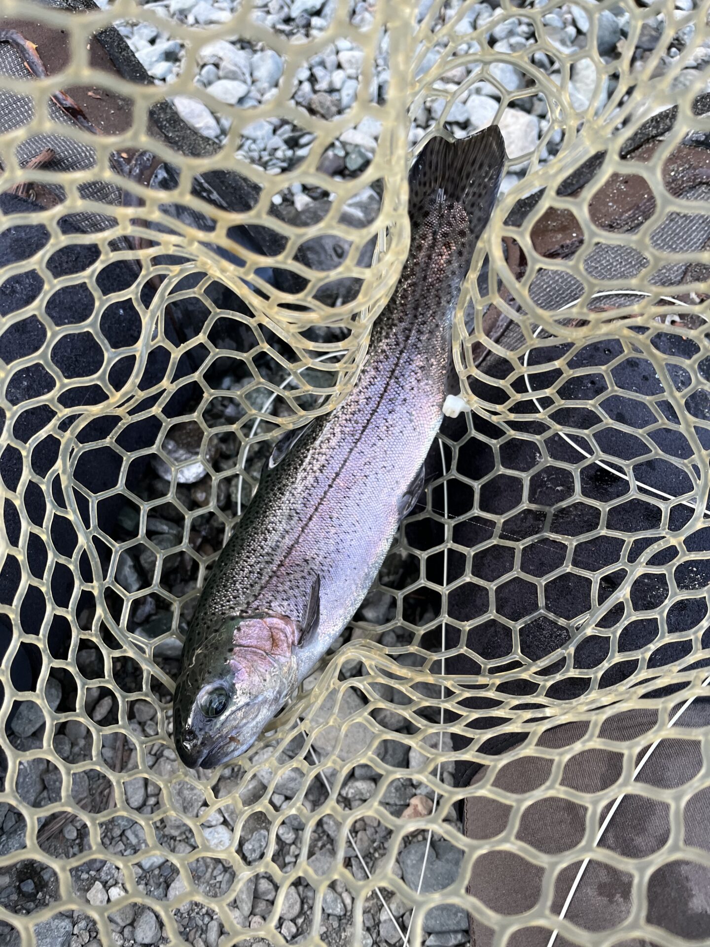 虹鱒
うらたんざわ渓流釣場
2026.1.15
16:00
