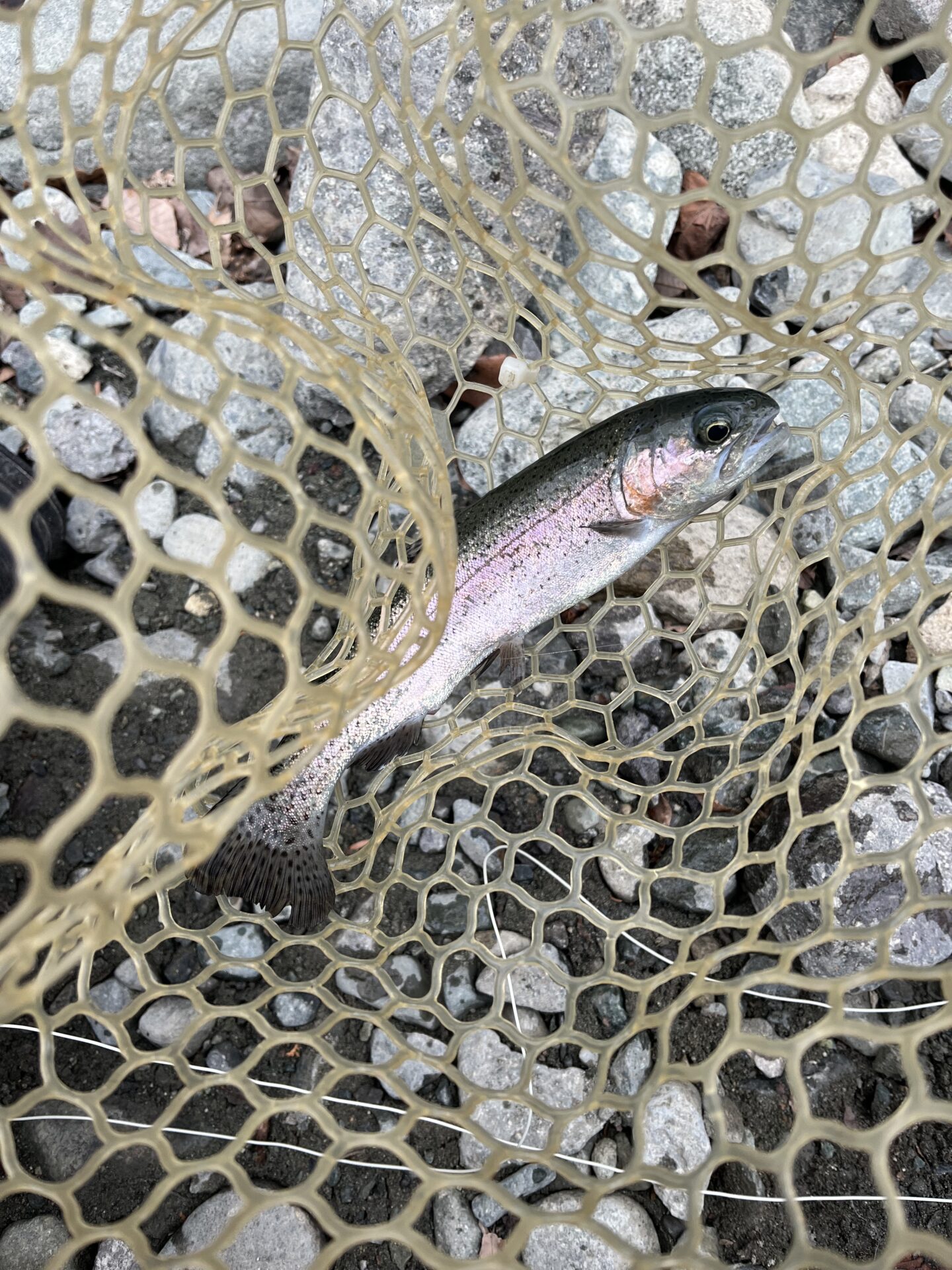 虹鱒
うらたん
2026.1.28
9:32