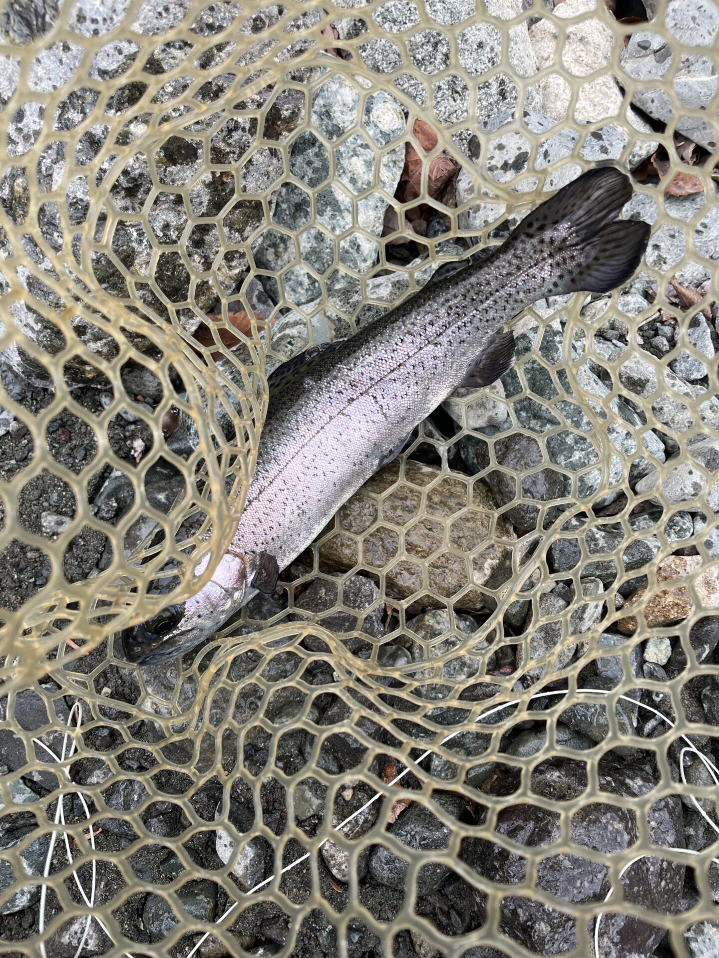 虹鱒
うらたん
2026.1.28
9:35