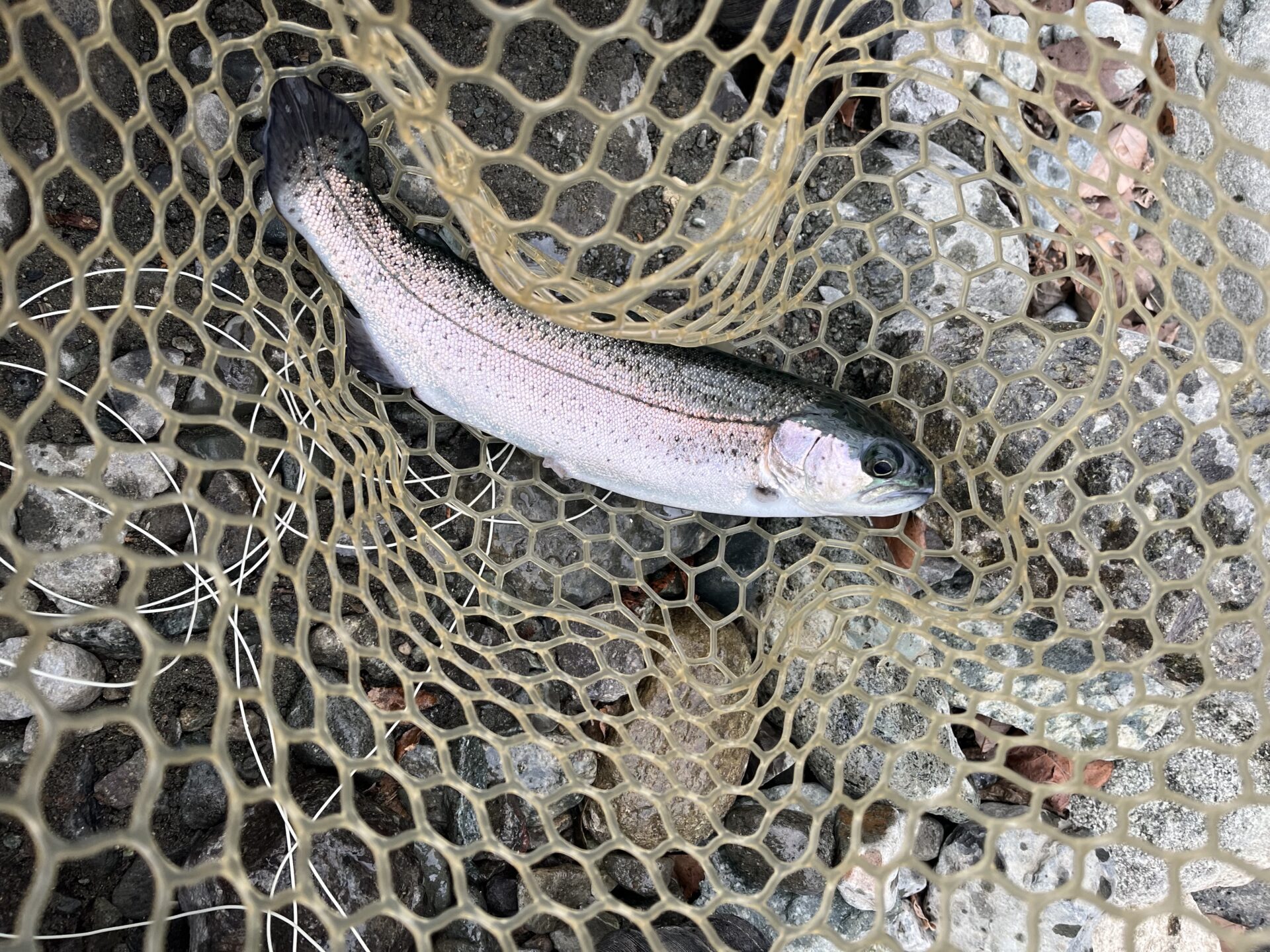 虹鱒
うらたん
2026.1.28
9:38