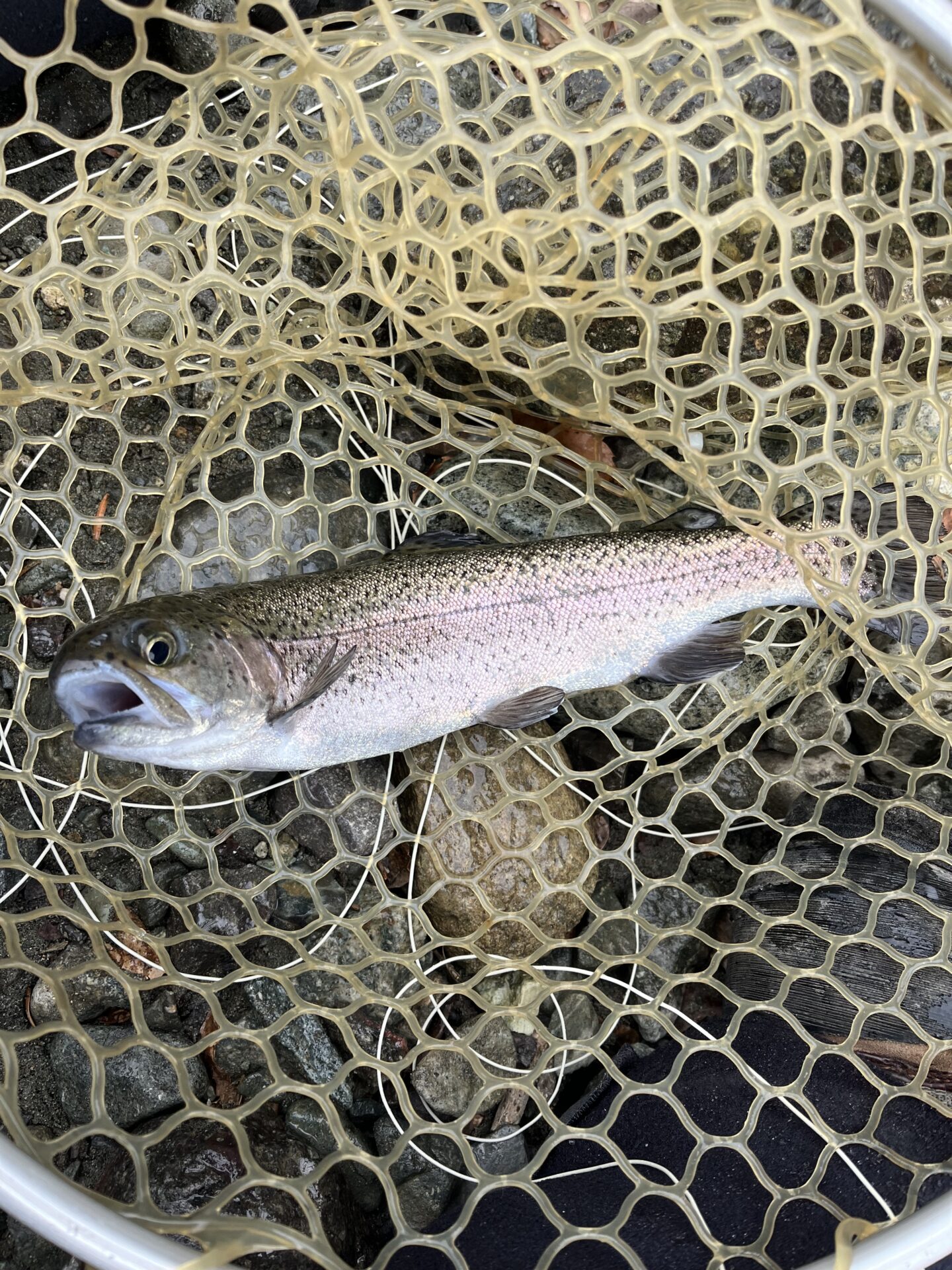 虹鱒
うらたん
2026.1.28
10:08