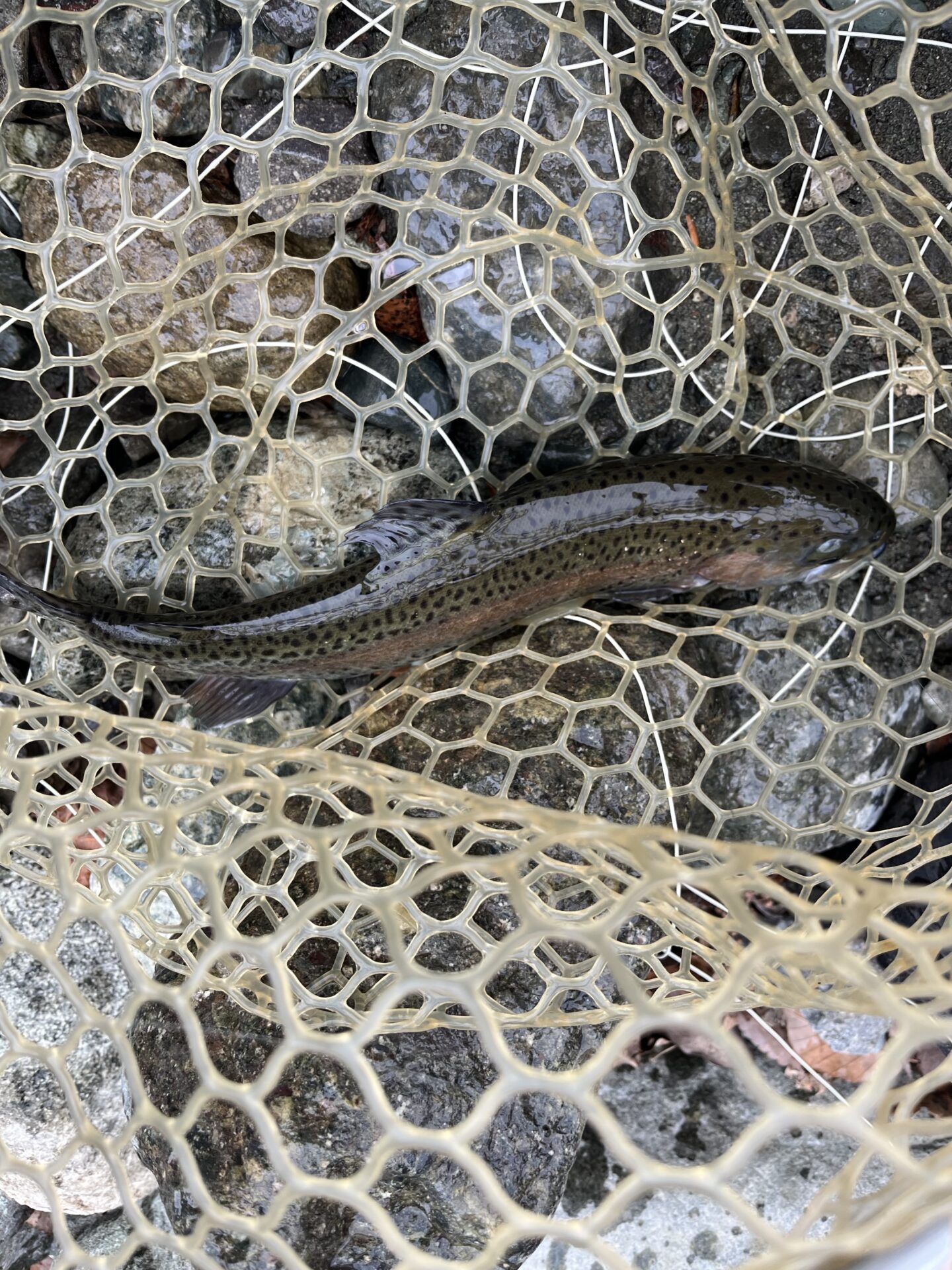 虹鱒
うらたん
2026.1.28
10:09