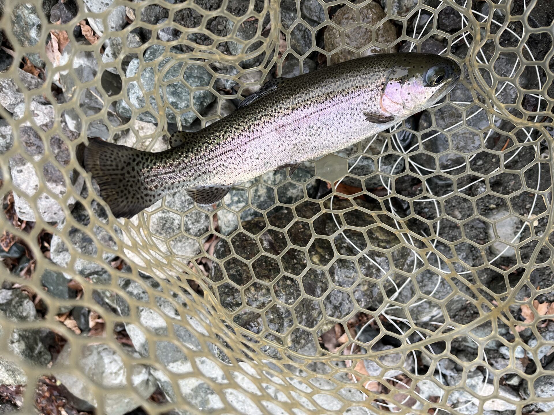 虹鱒
うらたん
2026.1.28
10:17