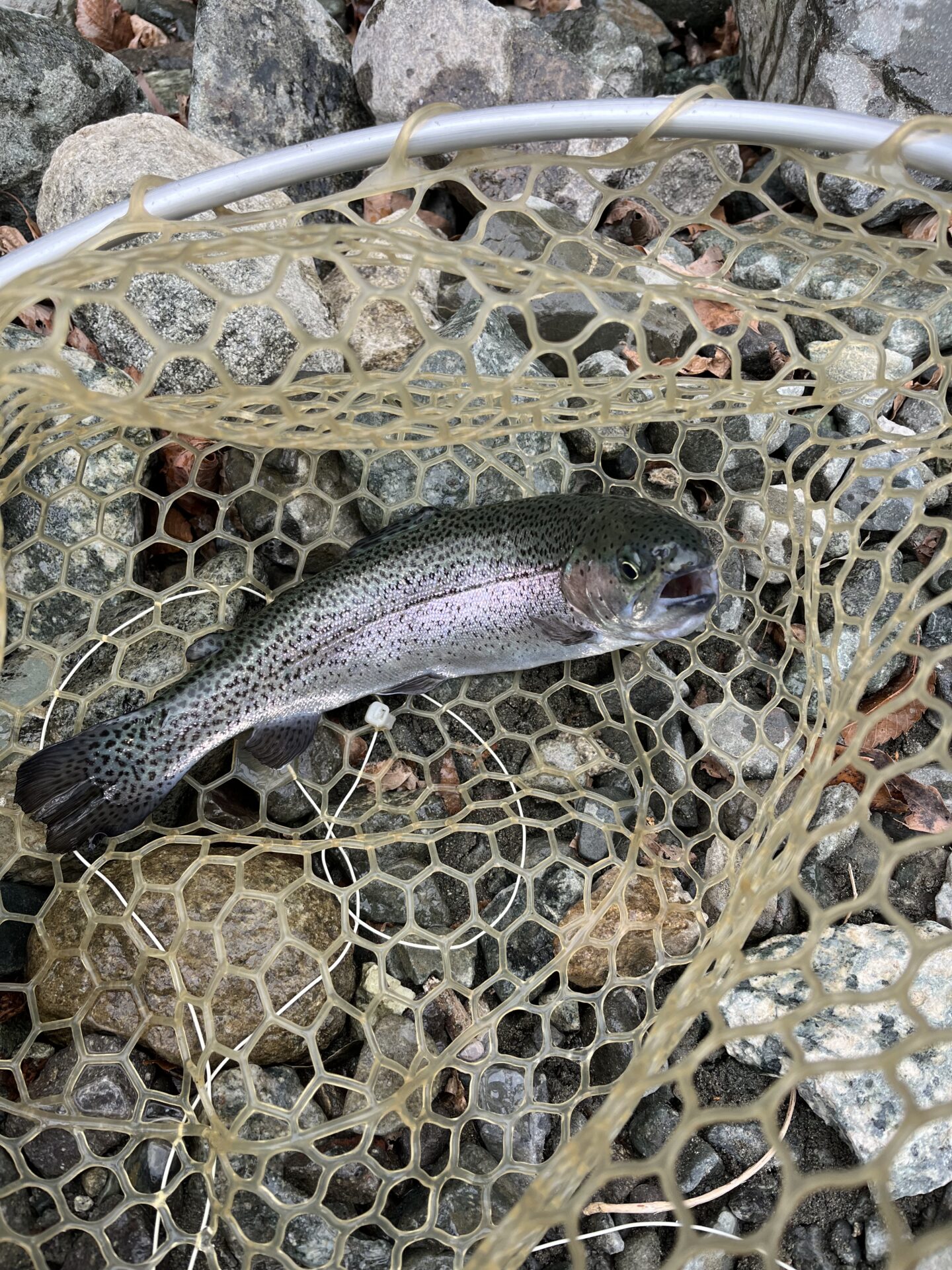 虹鱒
うらたん
2026.1.28
10:20