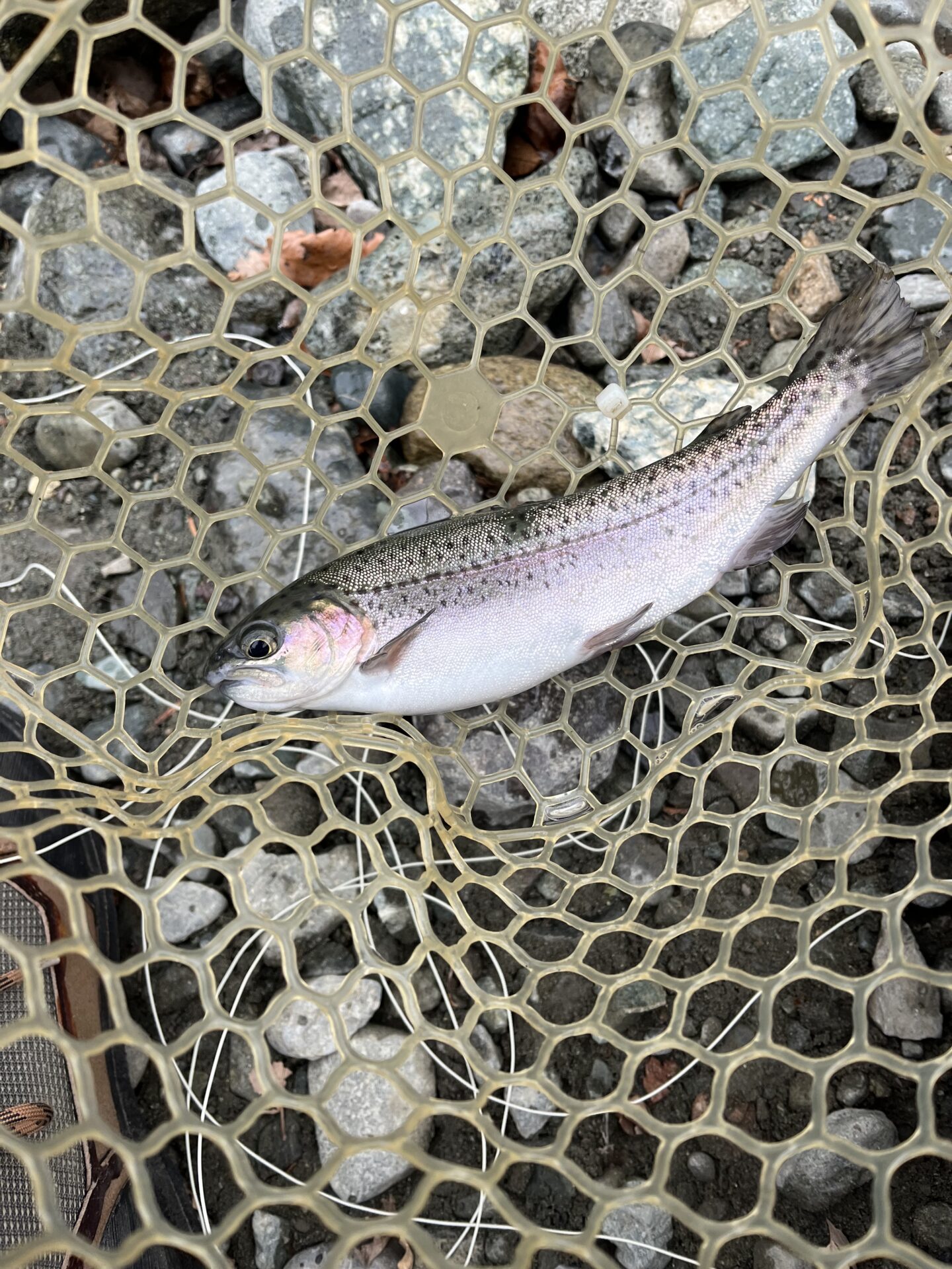 虹鱒
うらたん
2026.1.28
10:35