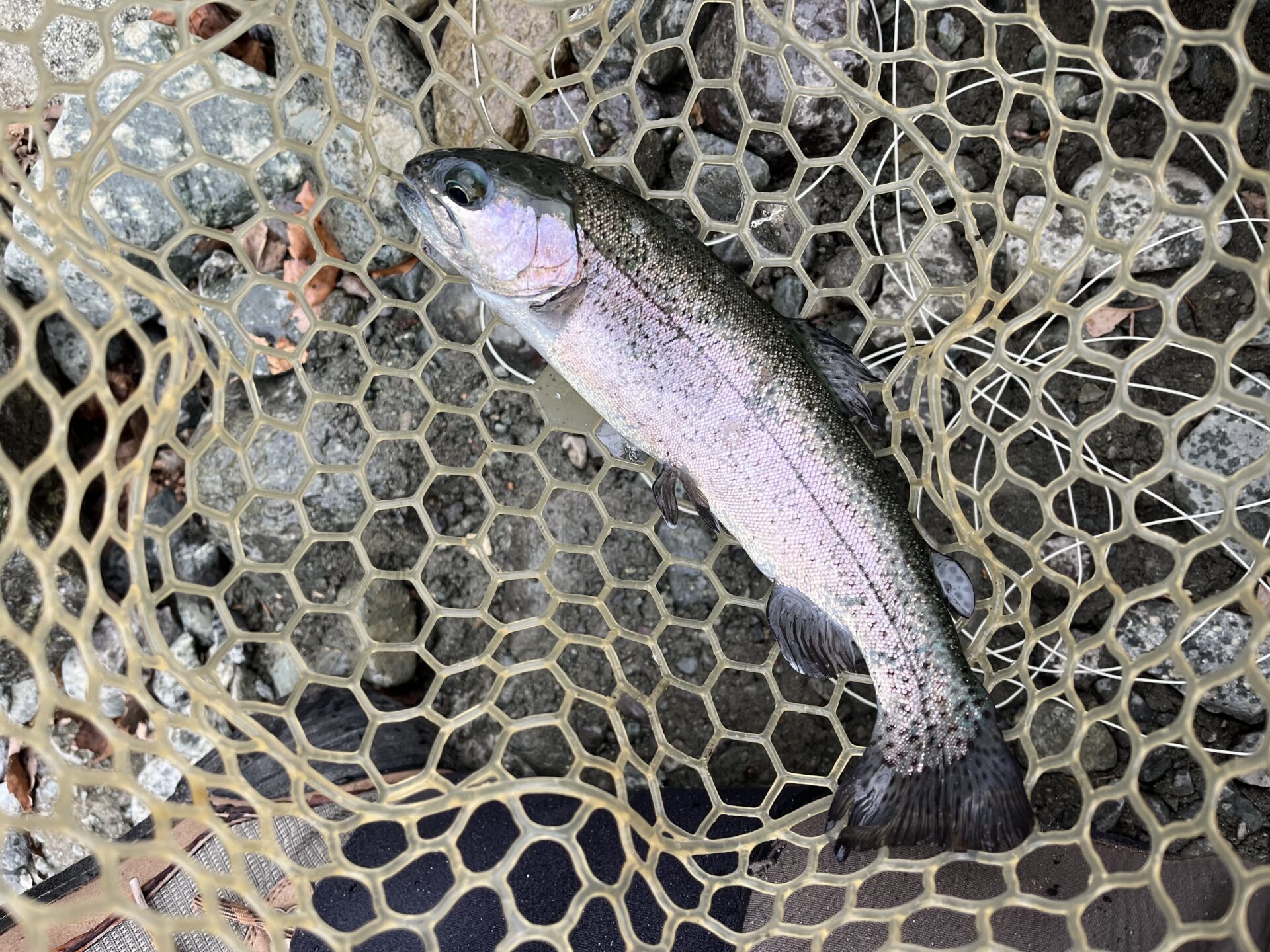 虹鱒
うらたん
2026.1.28
10:40