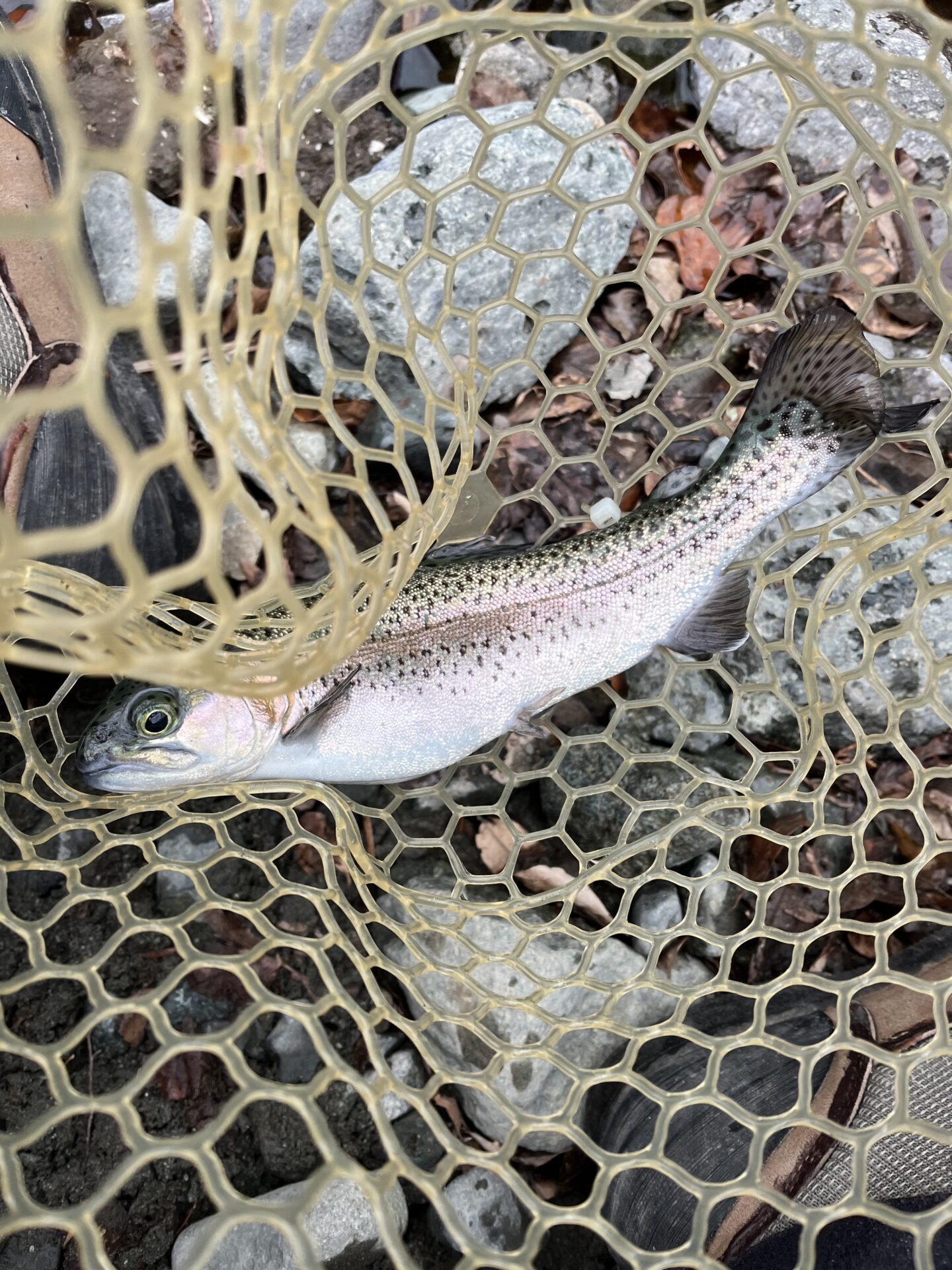 虹鱒
うらたん
2026.1.28
11:09