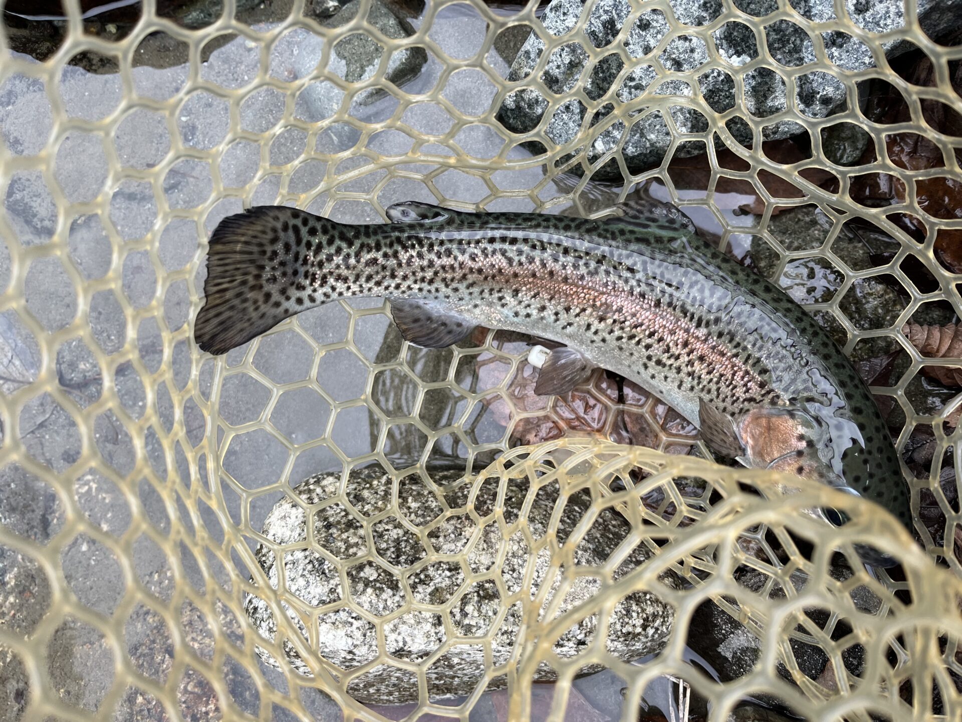 虹鱒
うらたん
2026.1.28
11:12