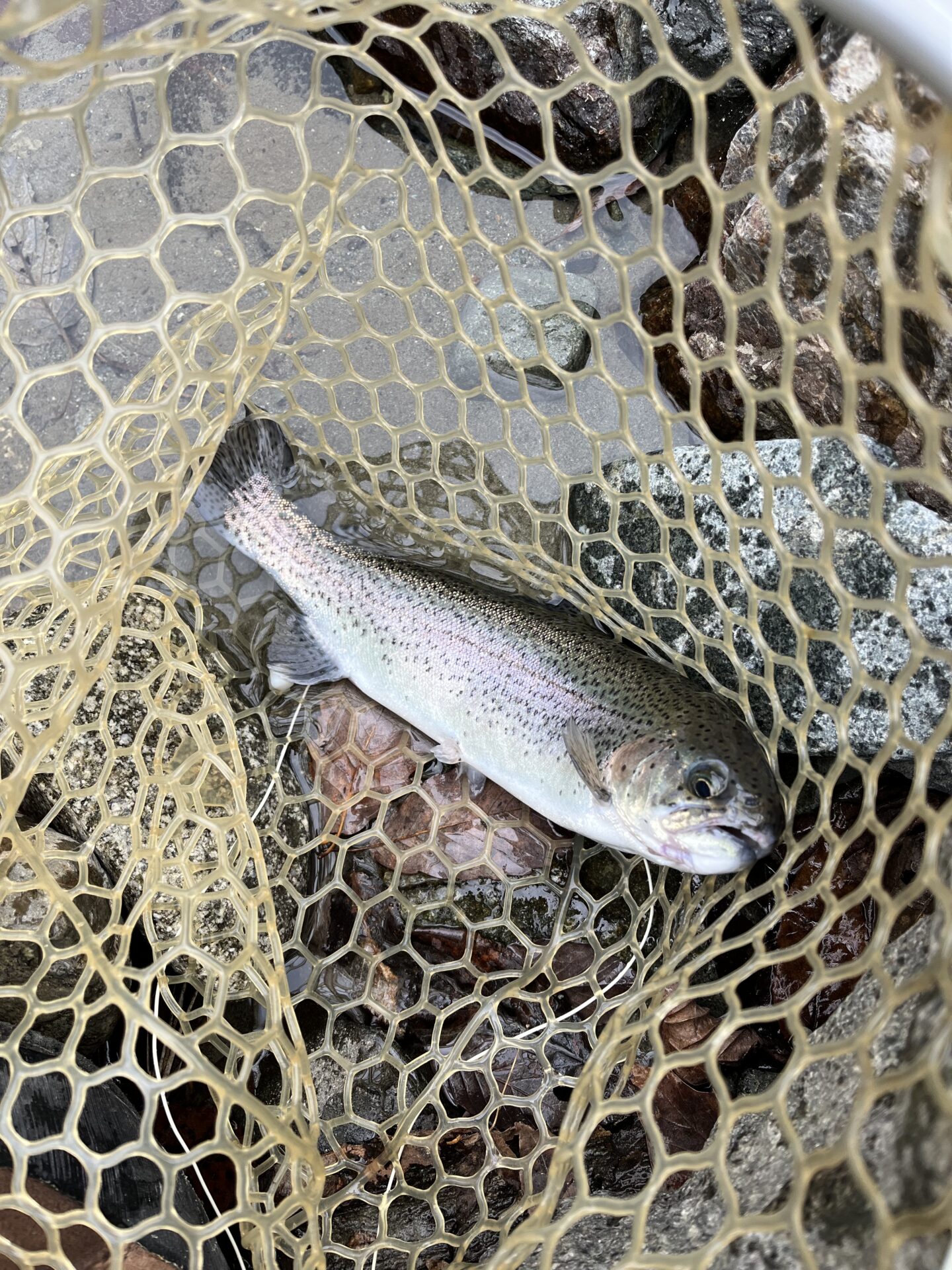 虹鱒
うらたん
2026.1.28
11:16