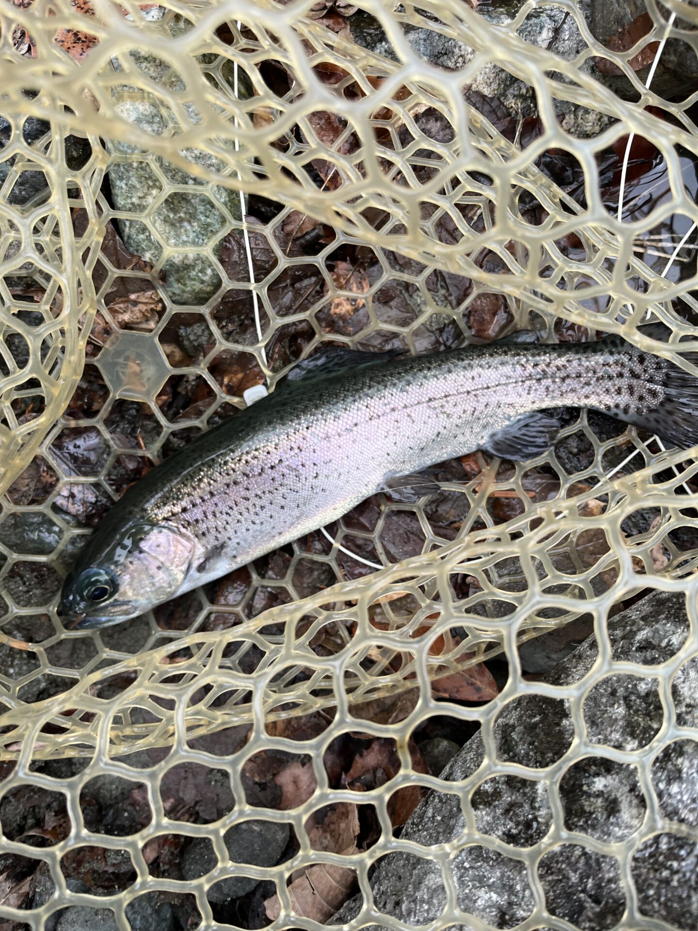 虹鱒
うらたん
2026.1.28
11:33