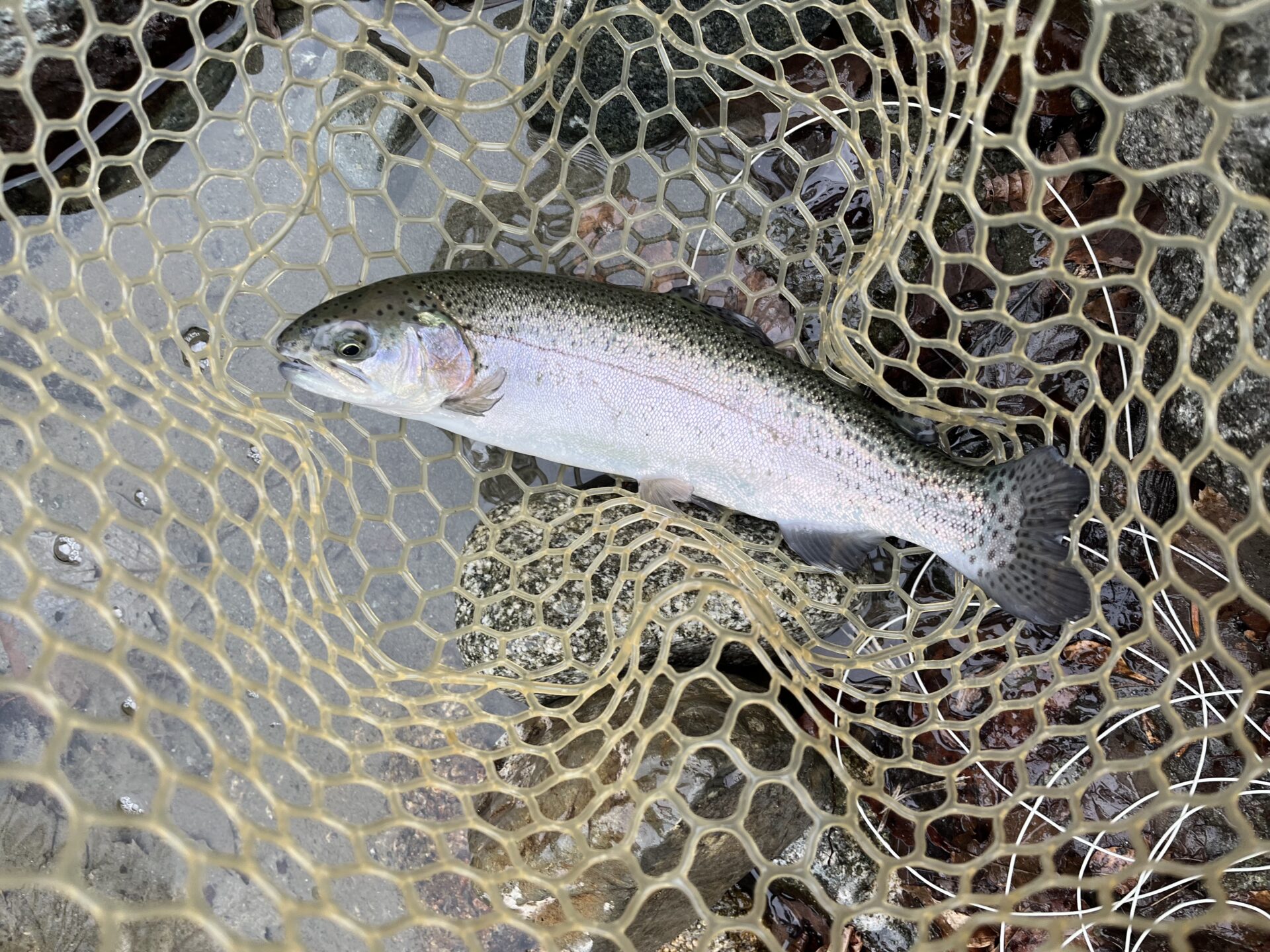 虹鱒
うらたん
2026.1.28
11:36