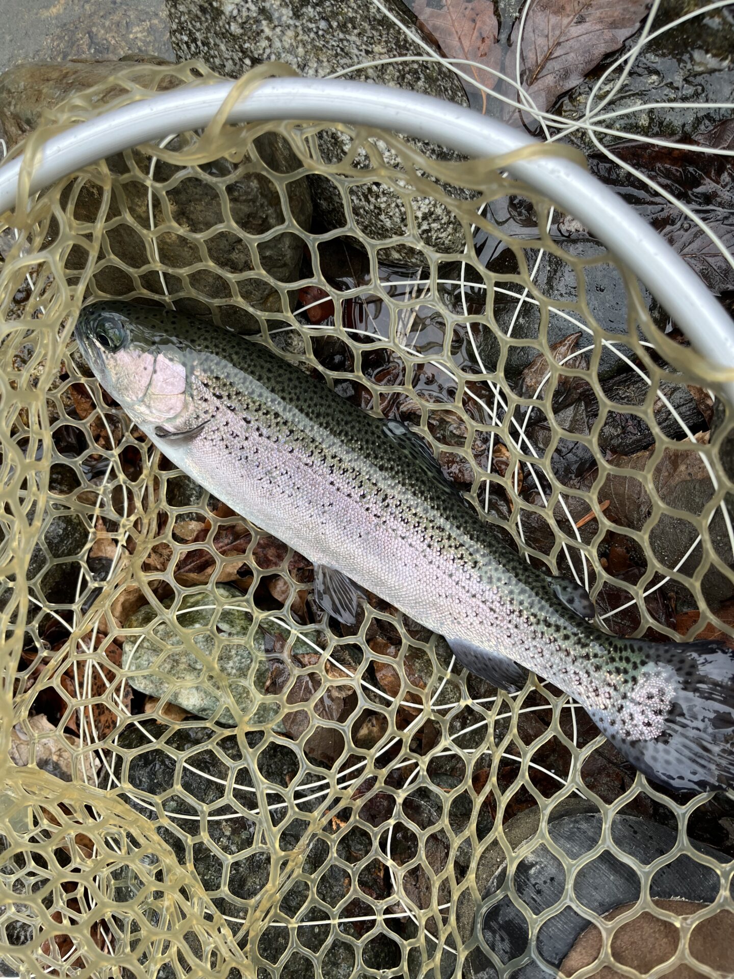 虹鱒
うらたん
2026.1.28
12:02