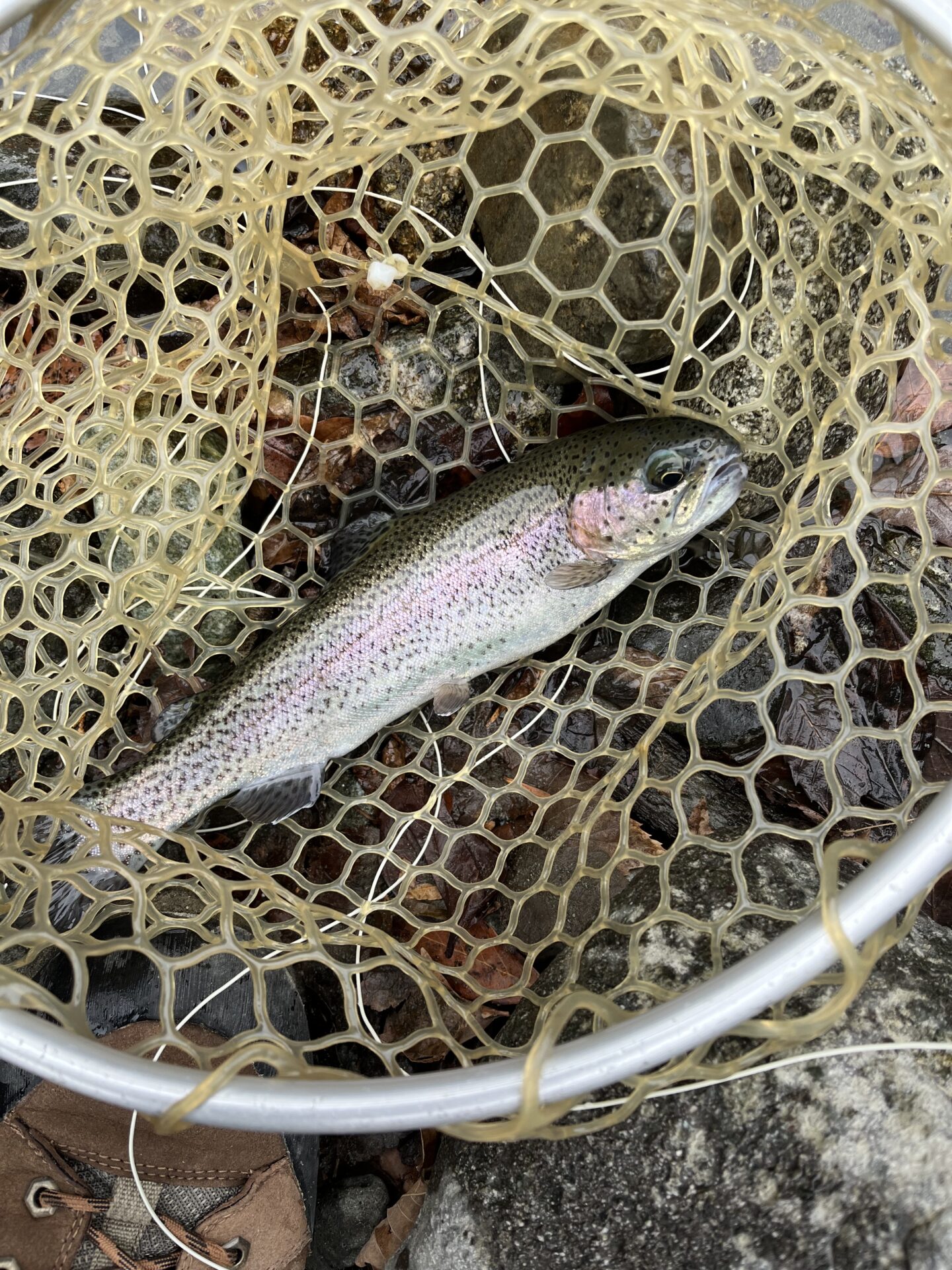 虹鱒
うらたん
2026.1.28
12:05