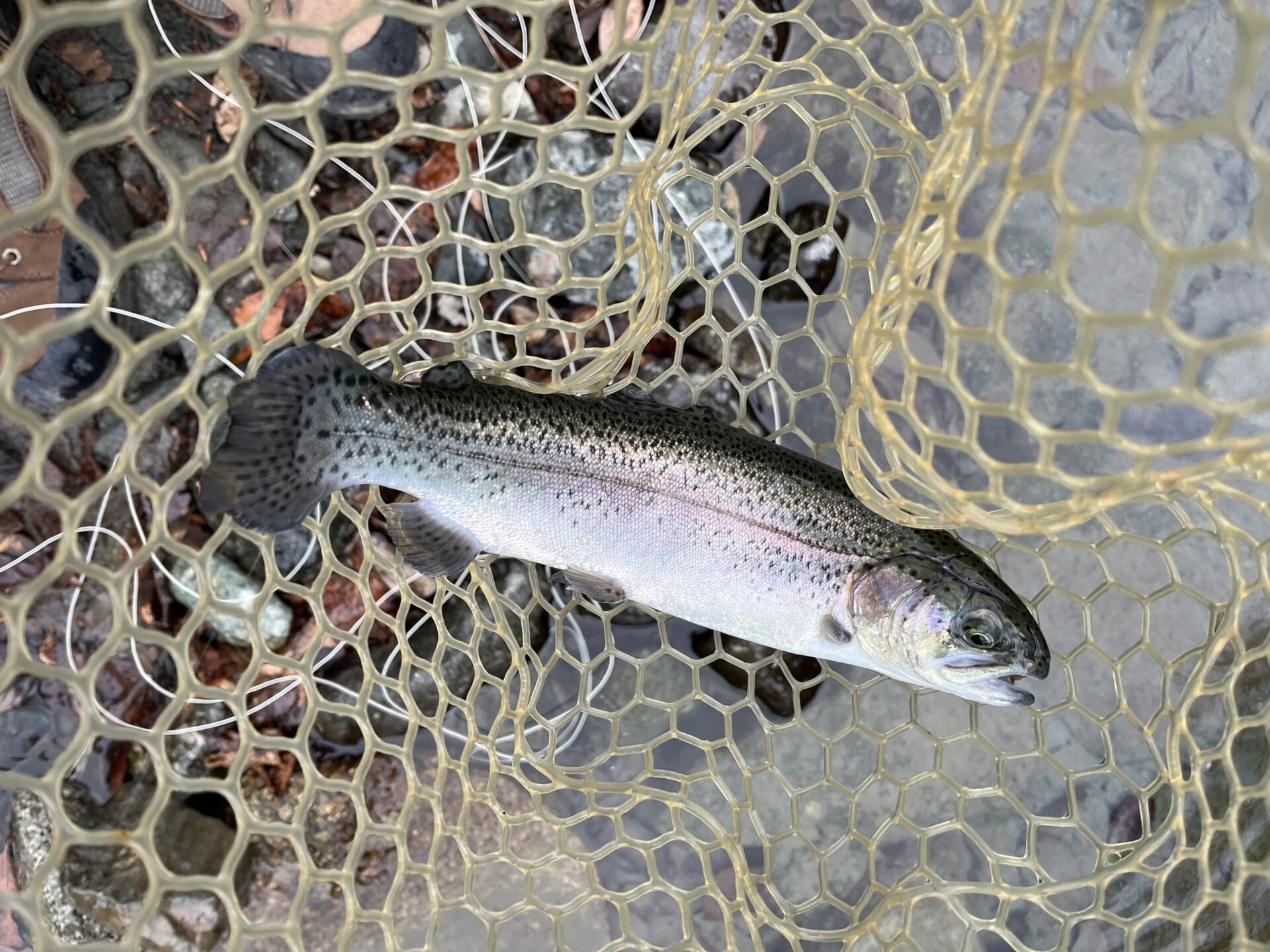 虹鱒
うらたん
2026.1.28
12:17