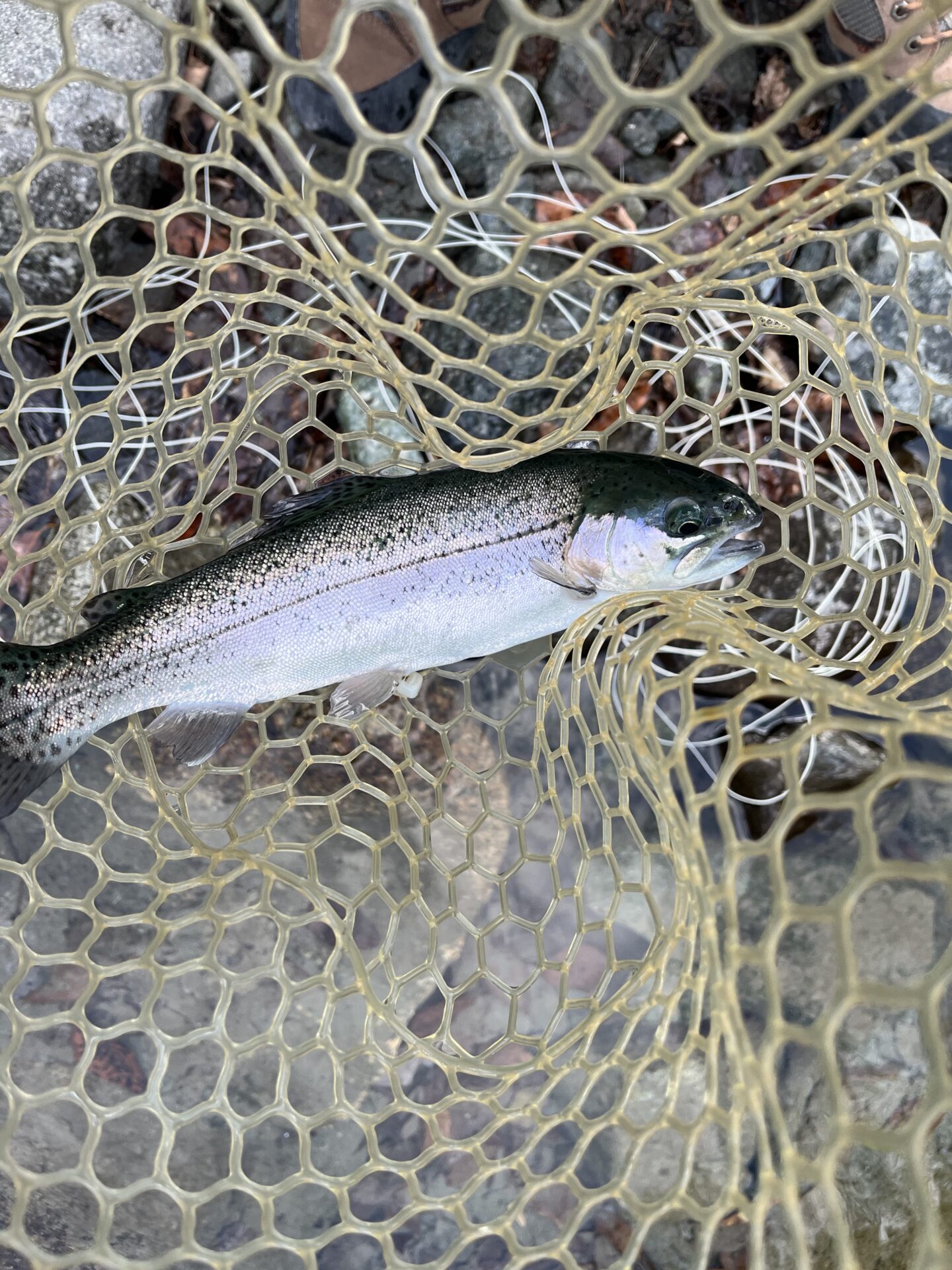 虹鱒
うらたん
2026.1.28
12:31