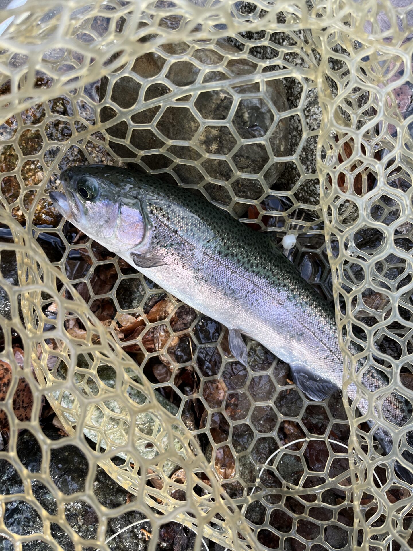 虹鱒
うらたん
2026.1.28
12:34