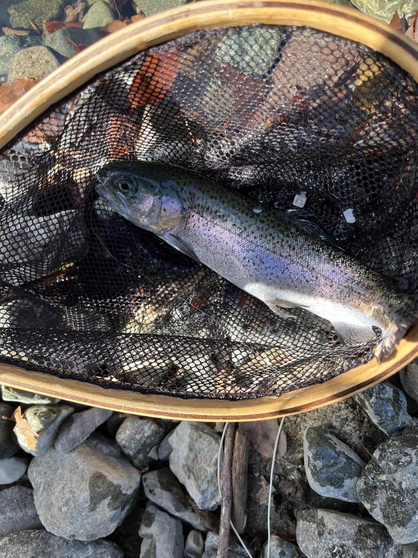 虹鱒
うらたん
2026.1.28
13:07