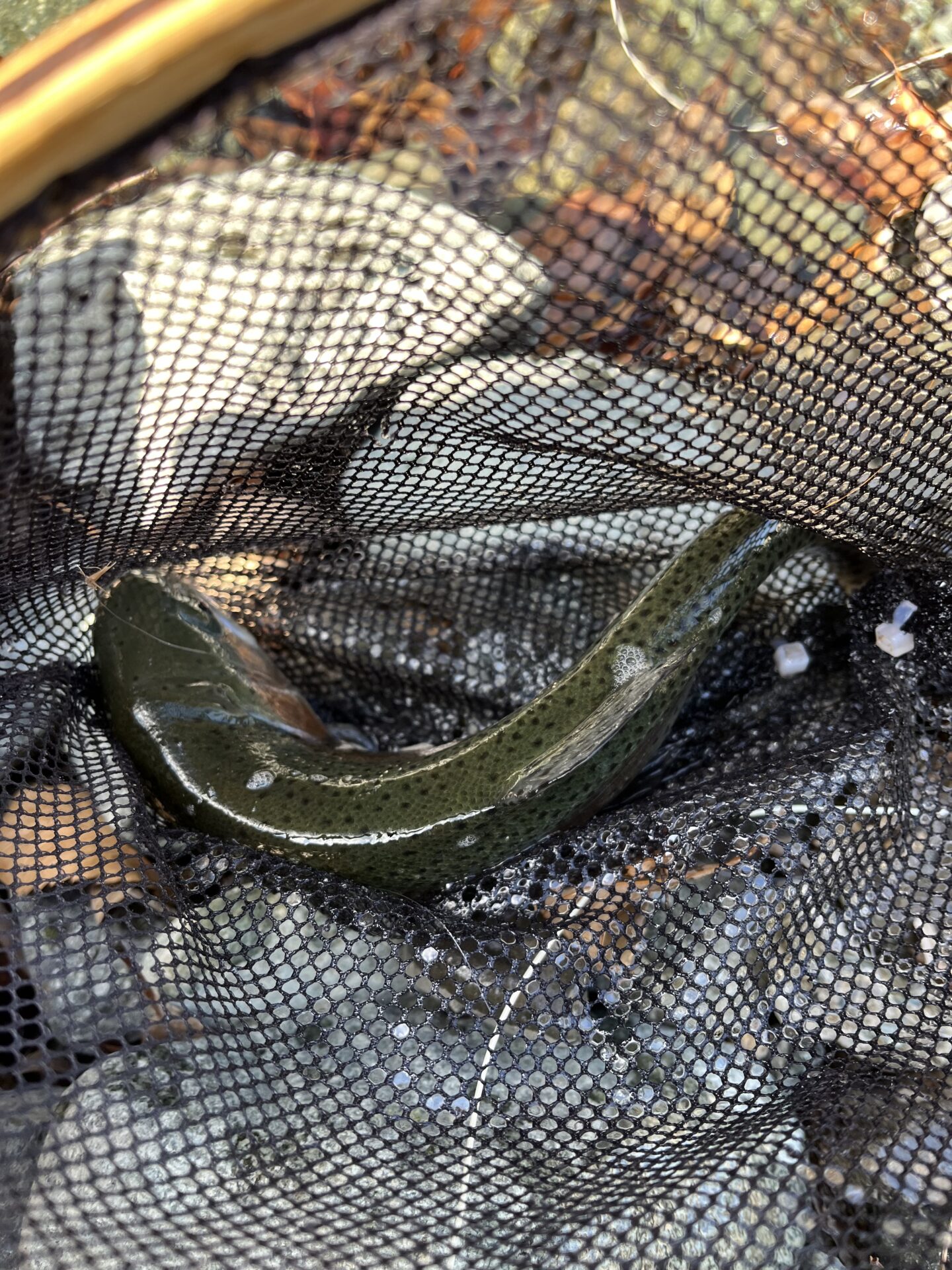 虹鱒
うらたん
2026.1.28
13:12