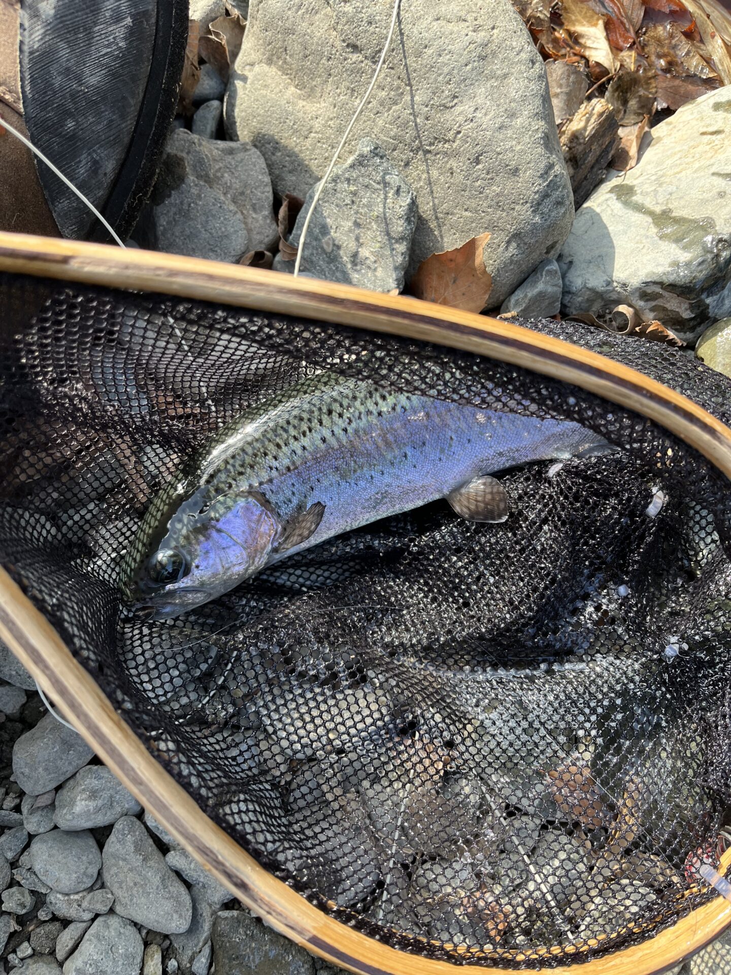 虹鱒
うらたん
2026.1.28
13:29