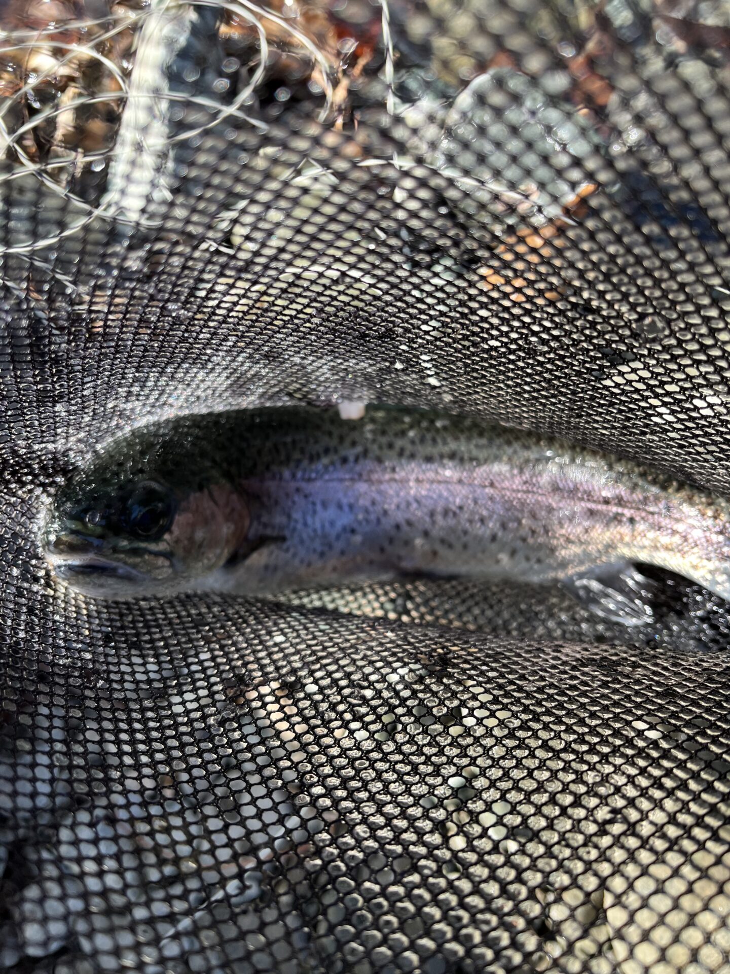 虹鱒
うらたん
2026.1.28
13:33