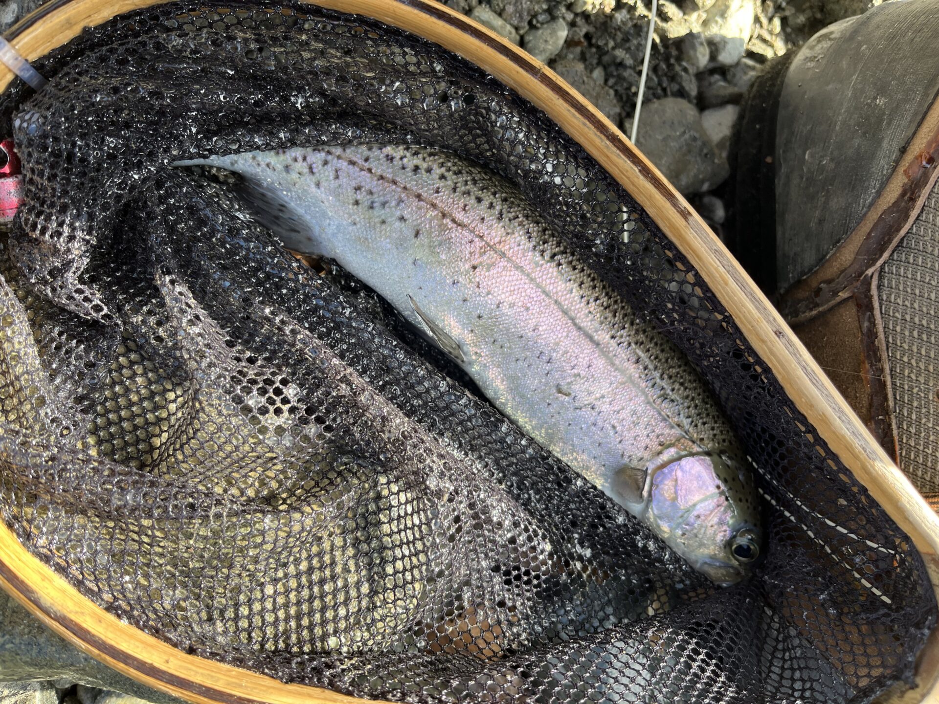 虹鱒
うらたん
2026.1.28
13:37