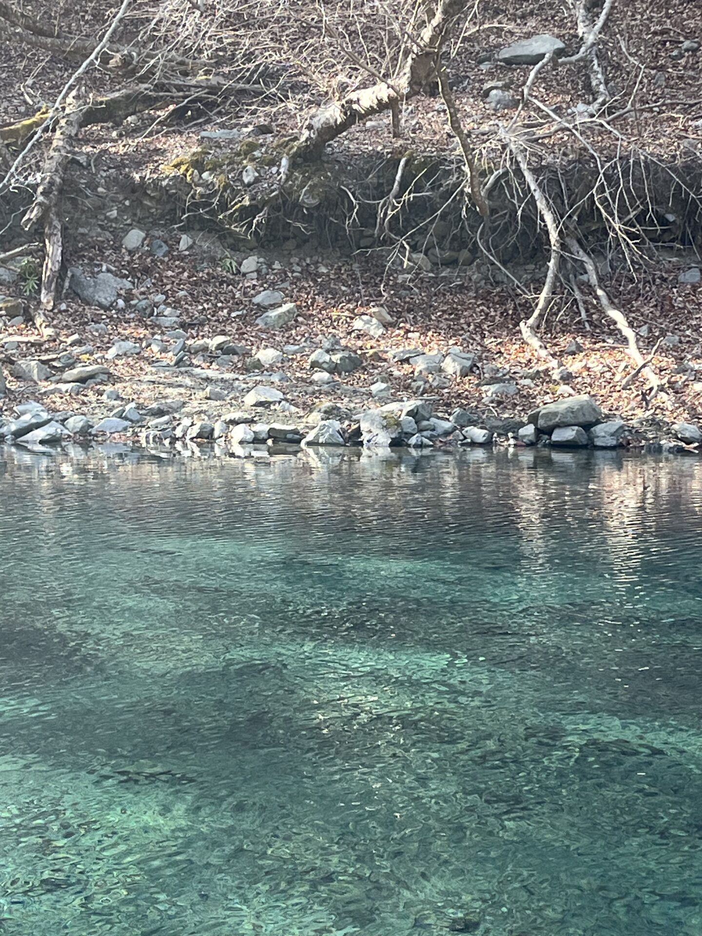 虹鱒
うらたん
2026.1.28
13:37
ポイント