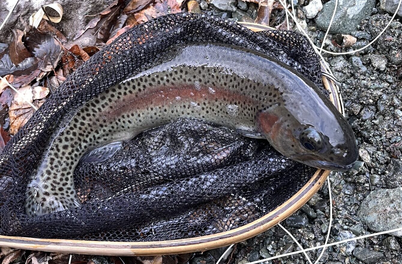 【釣果44匹虹鱒44】うらたん2026.1.28