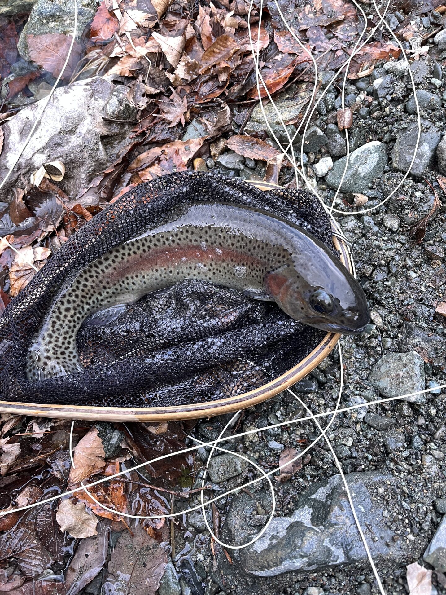 虹鱒
うらたん
2026.1.28
14:41