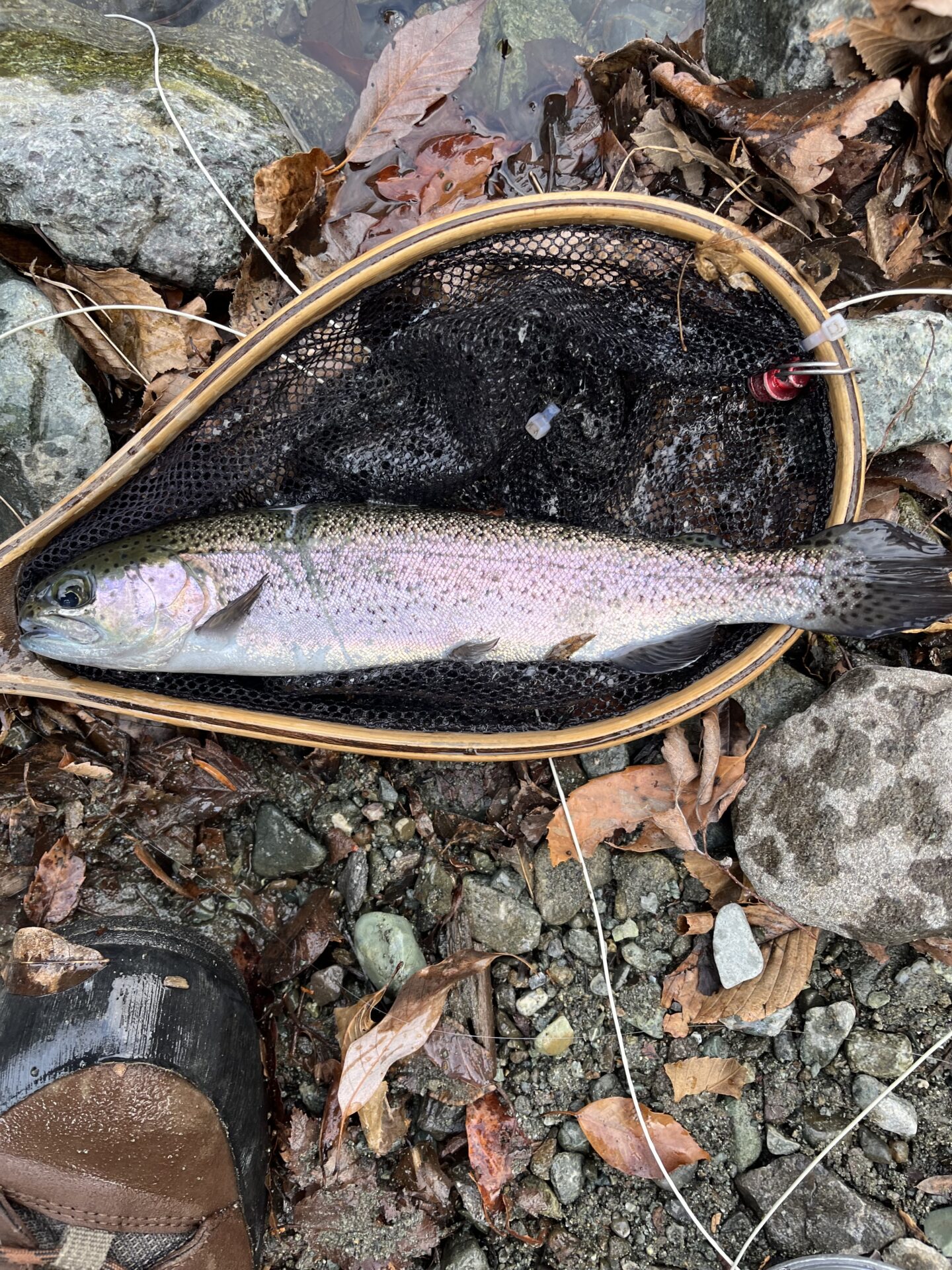 虹鱒
うらたん
2026.1.28
14:52