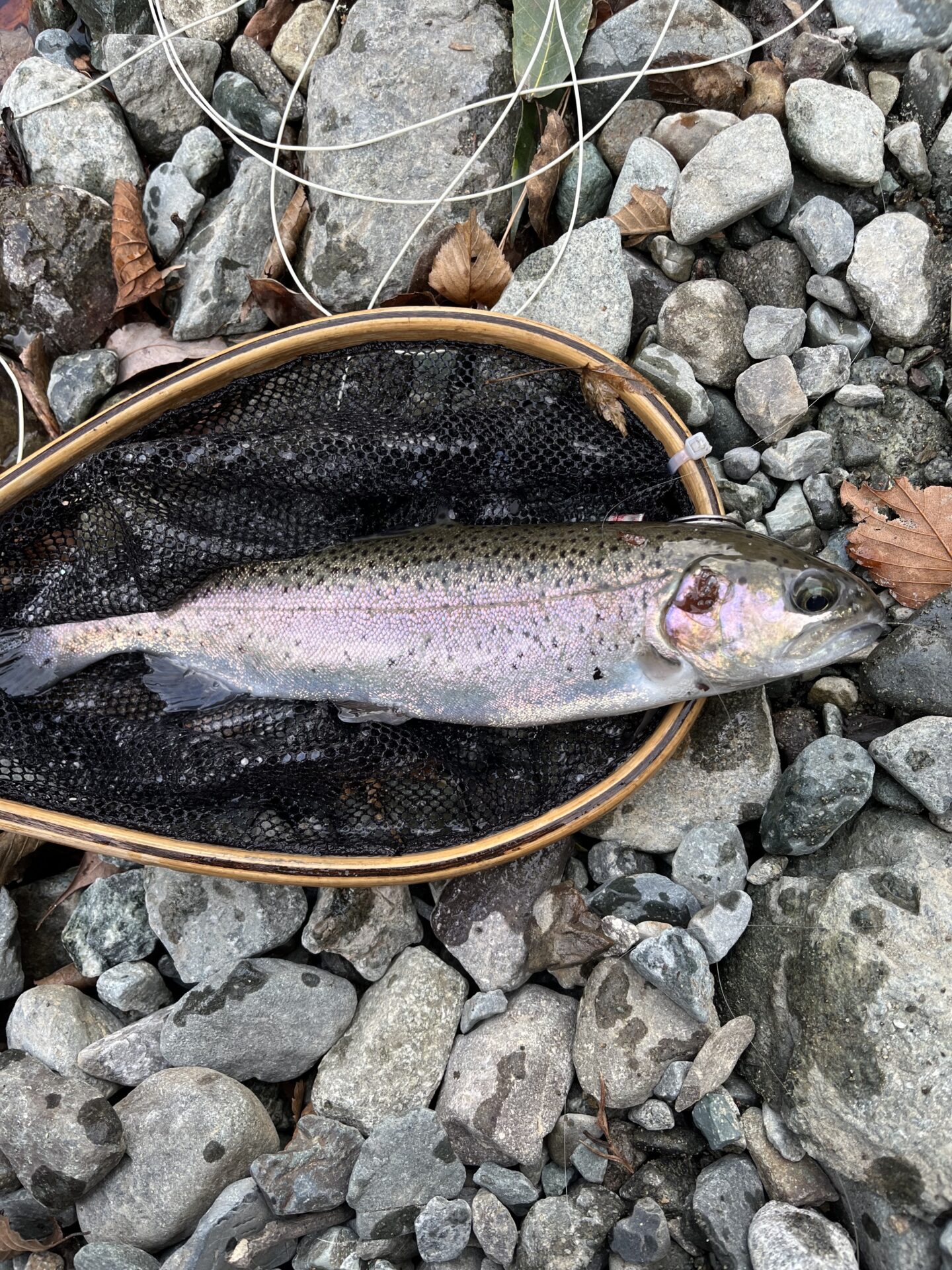 虹鱒
うらたん
2026.1.28
14:59