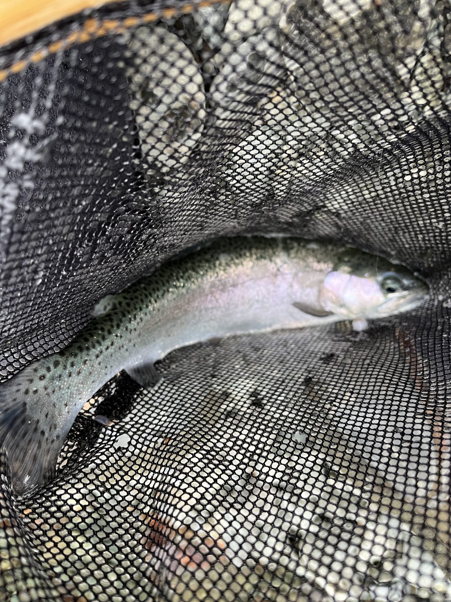 虹鱒
うらたん
2026.1.28
15:27