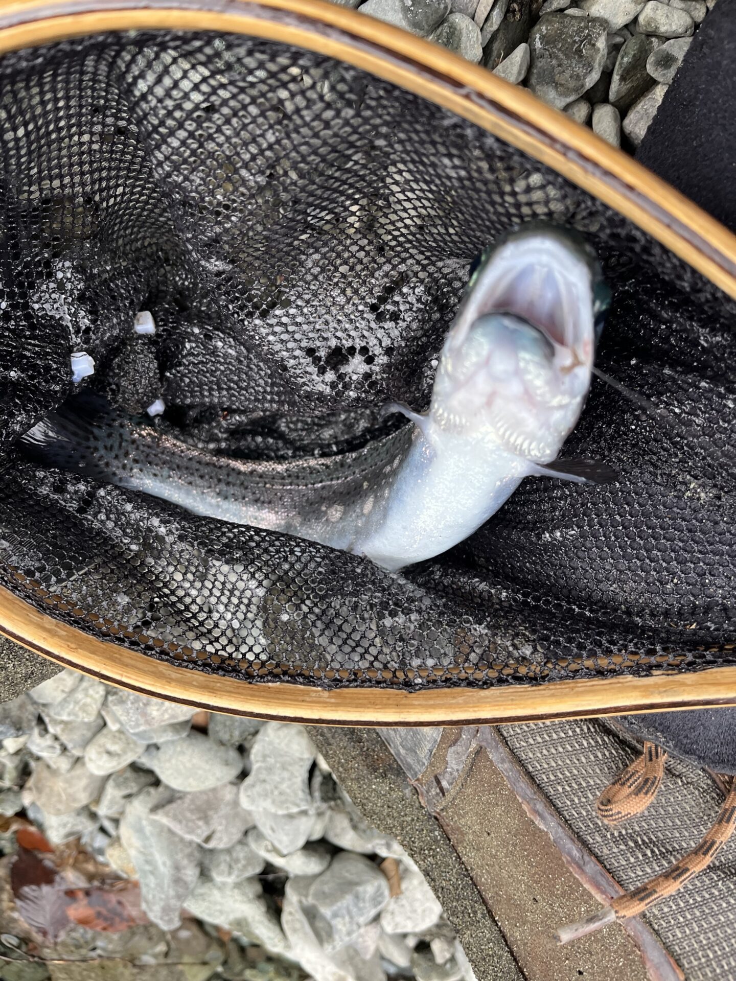 虹鱒
うらたん
2026.1.28
15:31