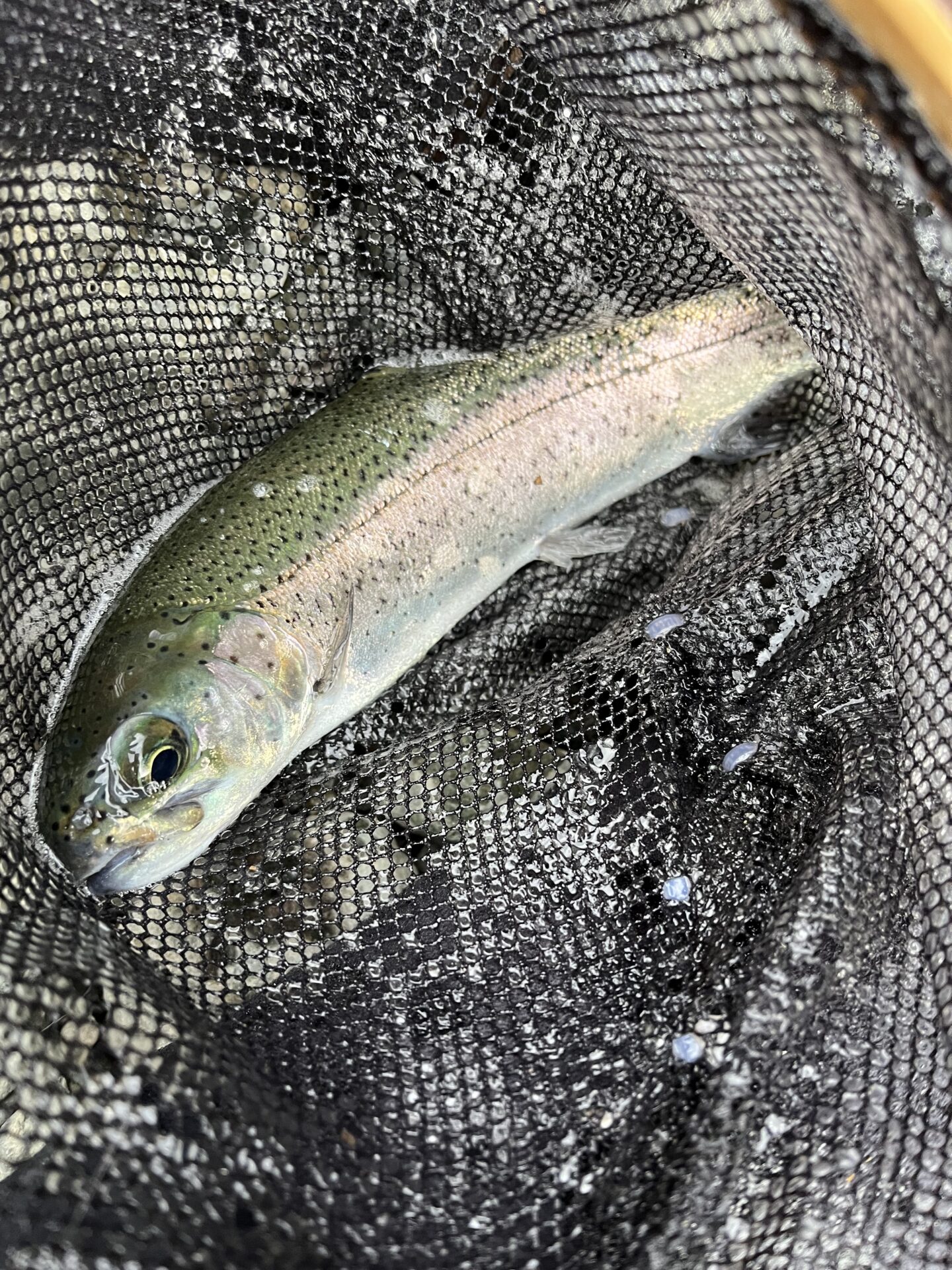 虹鱒
うらたん
2026.1.28
15:36