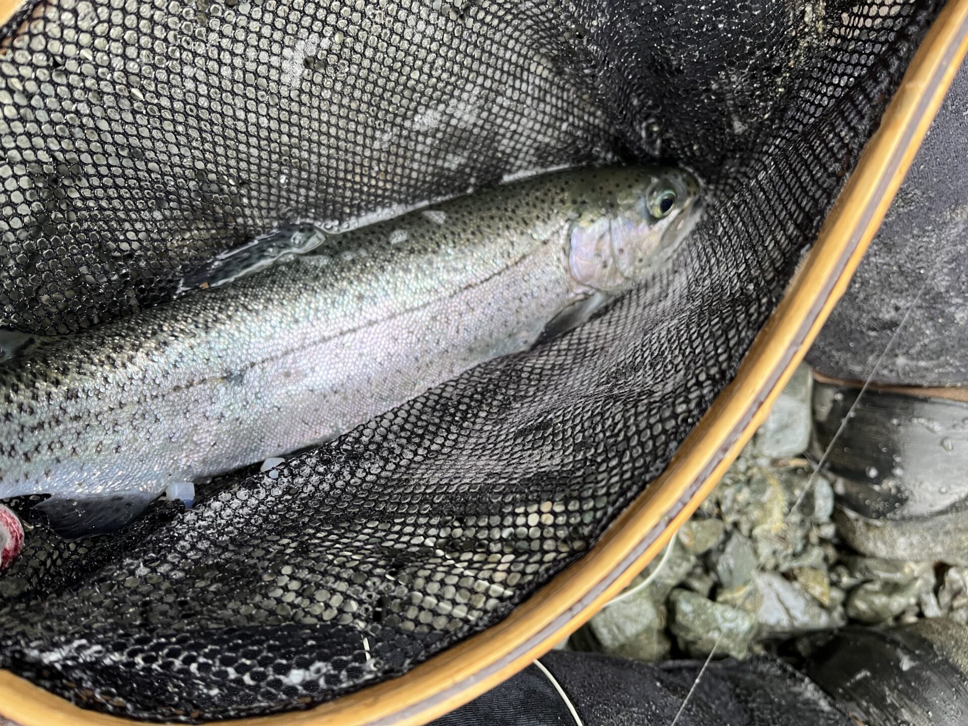 虹鱒
うらたん
2026.1.28
15:39