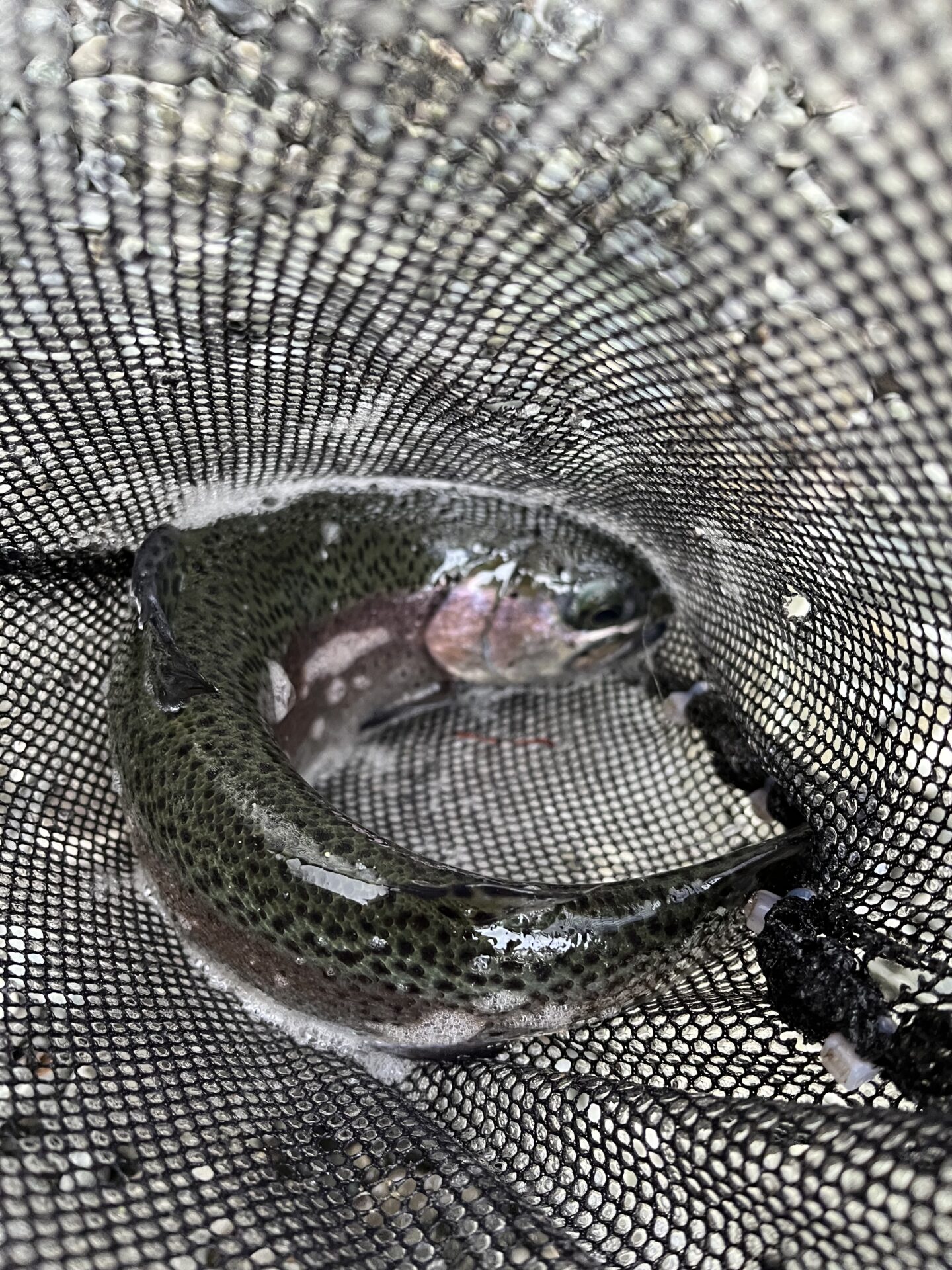 虹鱒
うらたん
2026.1.28
15:42