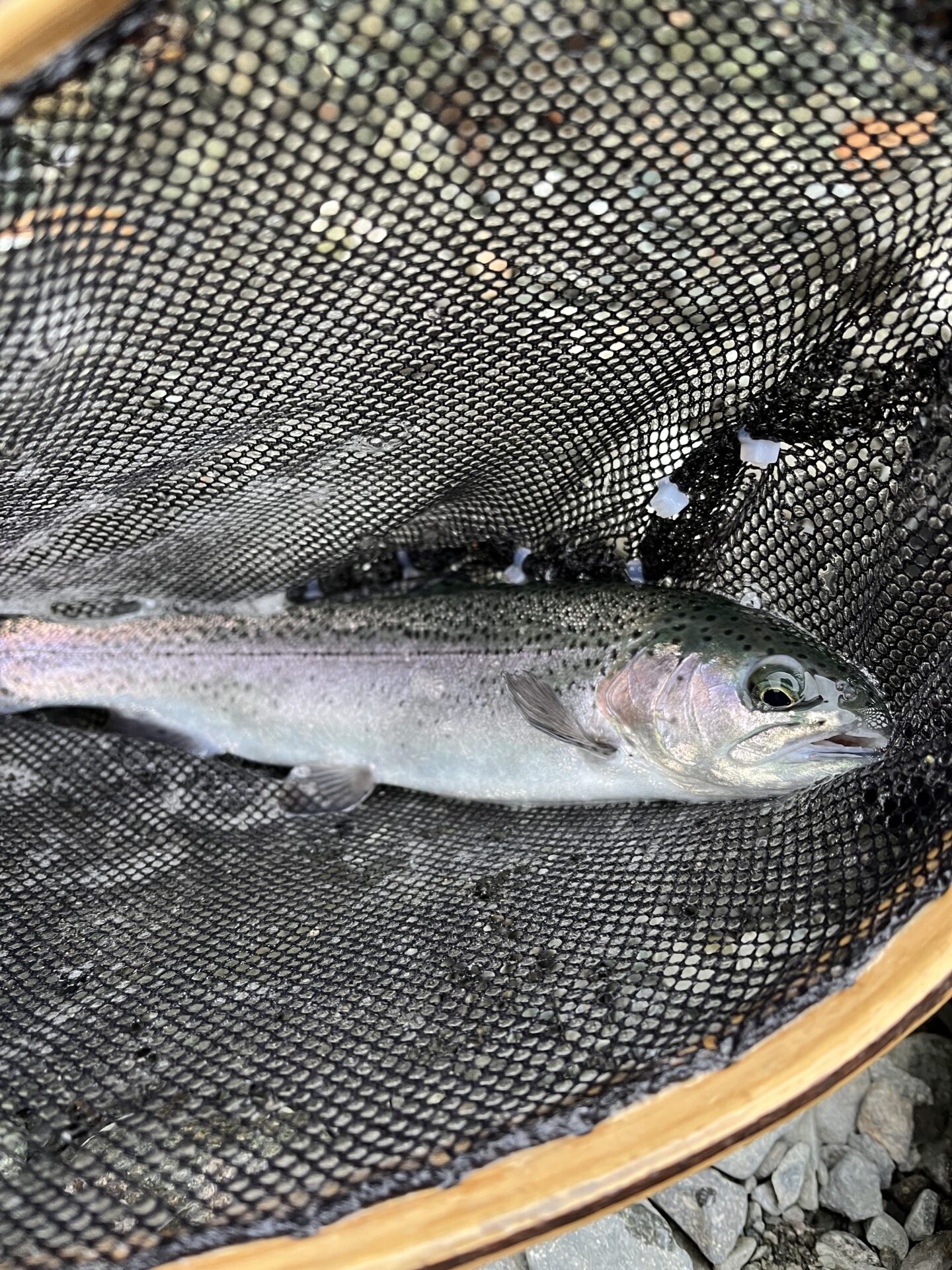 虹鱒
うらたん
2026.1.28
15:50