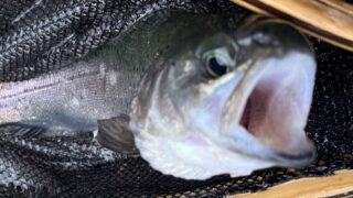 【釣果44匹虹鱒44】うらたん2026.1.28 