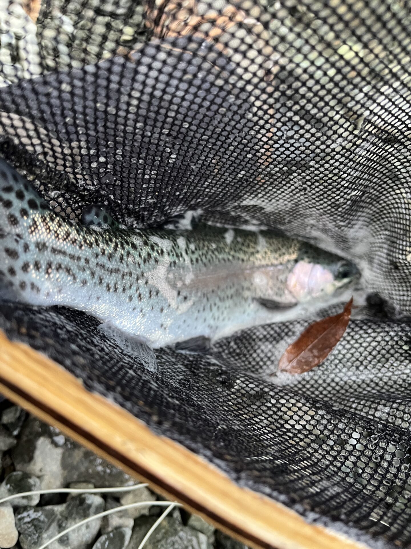 虹鱒
うらたん
2026.1.28
16:10