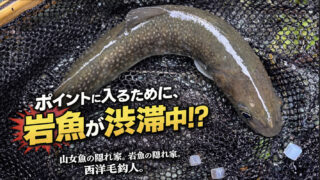 【フライフィッシング】ポイントに入るために、岩魚が渋滞中！？ 