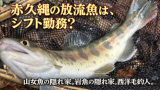 【フライフィッシング】赤久縄の放流魚は、シフト勤務？ 