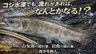 【フライフィッシング】コシ水深でも流れがあれば、なんとかなる！？ 