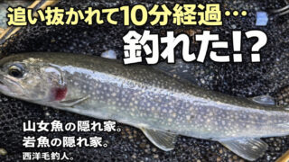 【フライフィッシング】追い抜かれて10分経過・・・釣れた！？ 