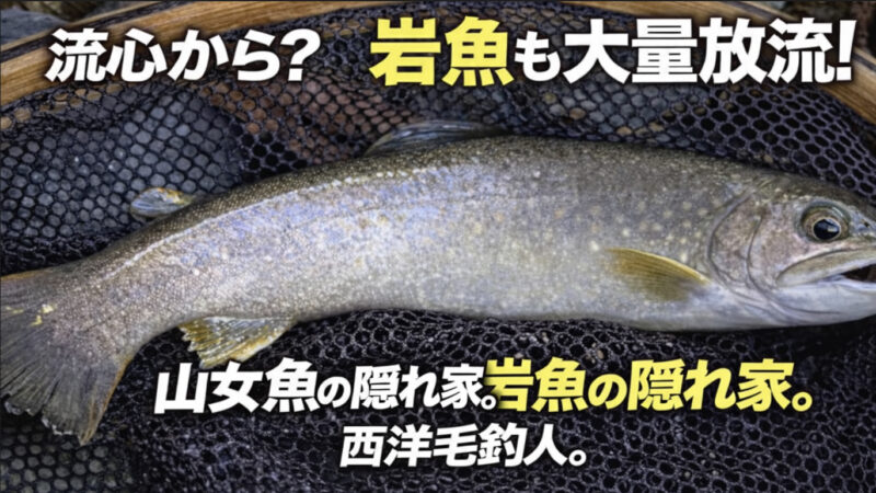 【フライフィッシング】流心から？岩魚も大量放流されている。 