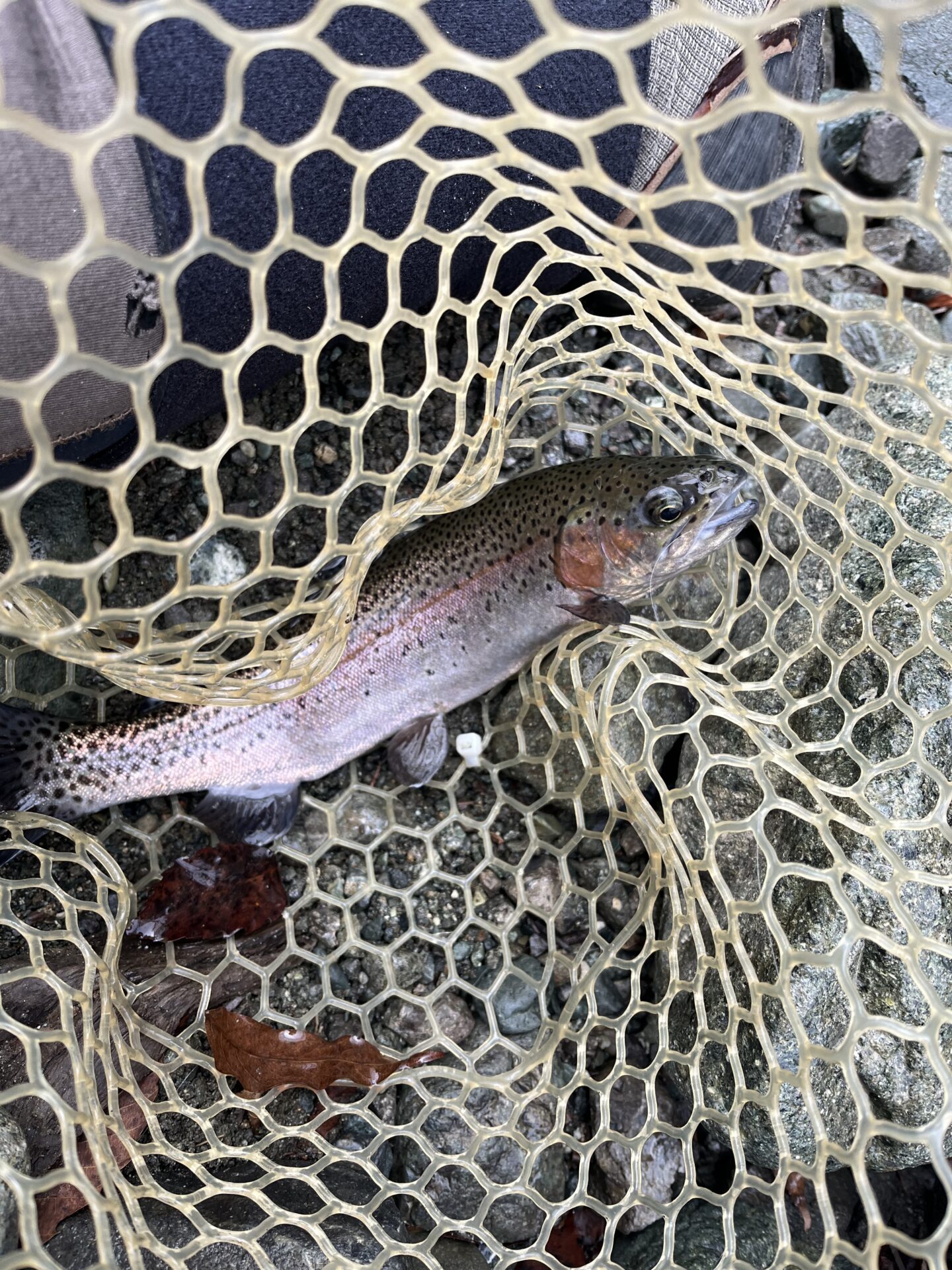 虹鱒
うらたん
9:39
