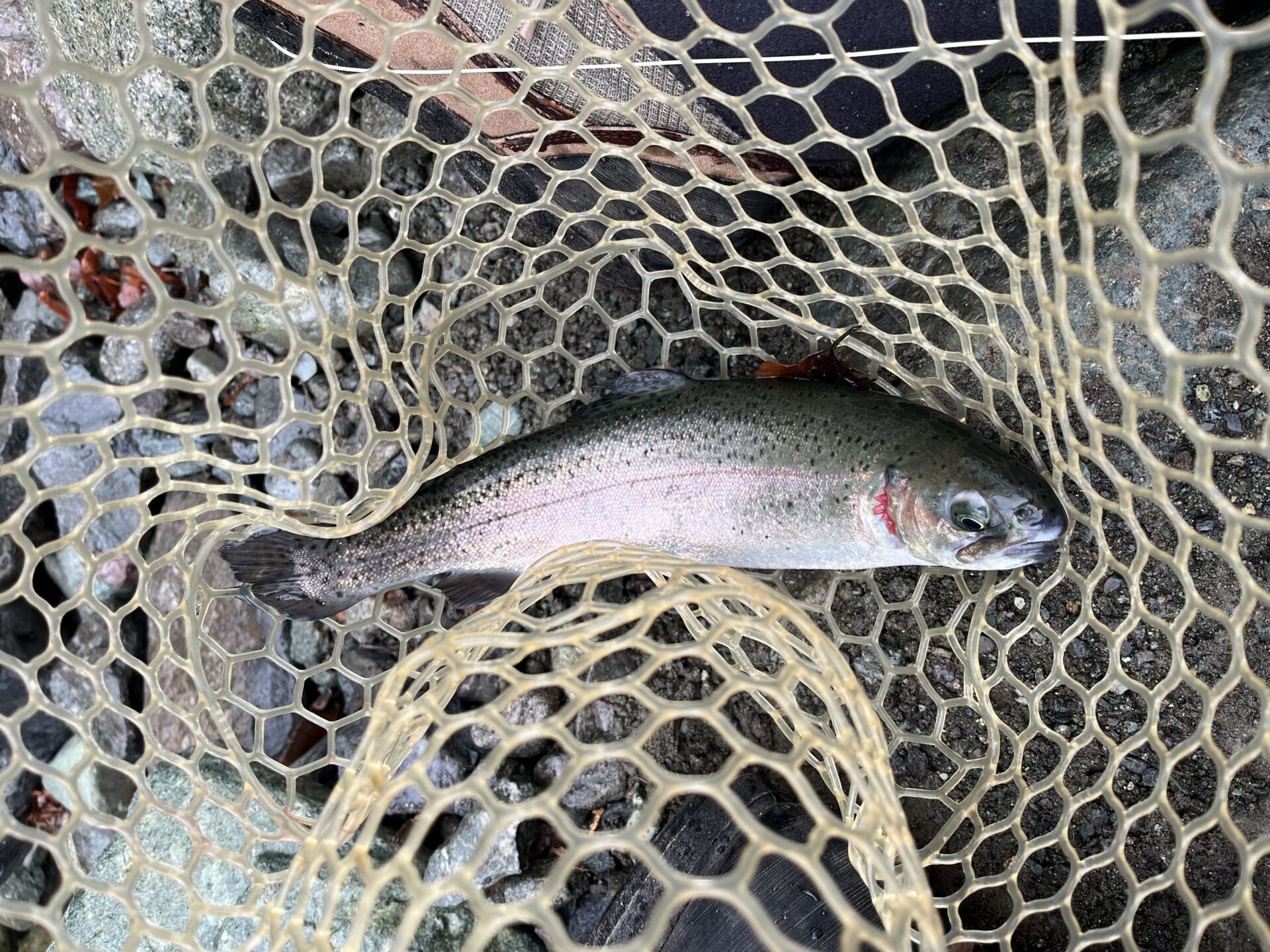 虹鱒
うらたん
9:41
