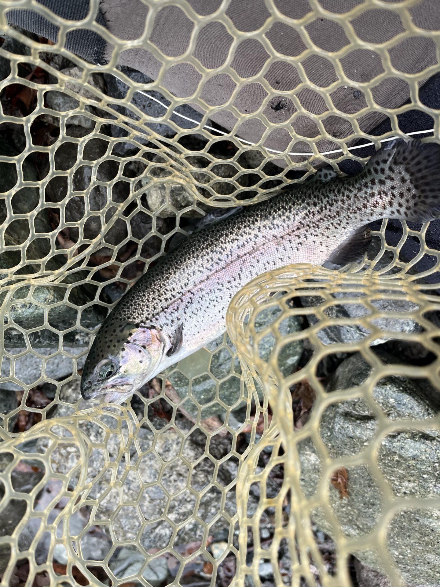 虹鱒
うらたん
10:02
