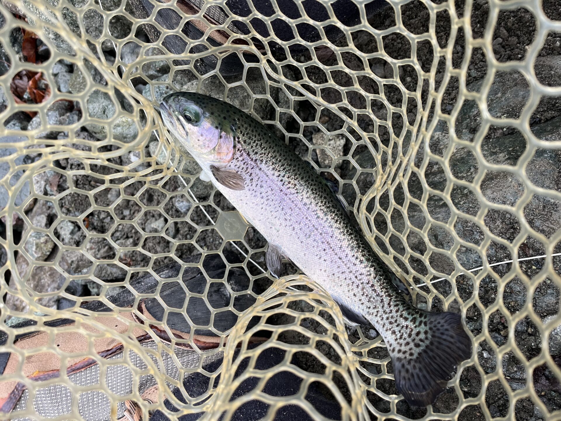 虹鱒
うらたん
10:15
