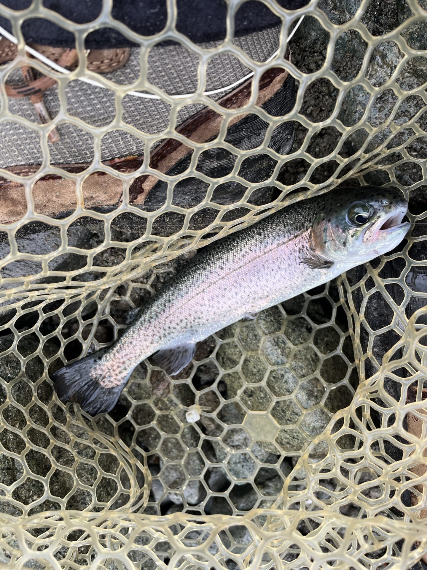 虹鱒
うらたん
10:17
