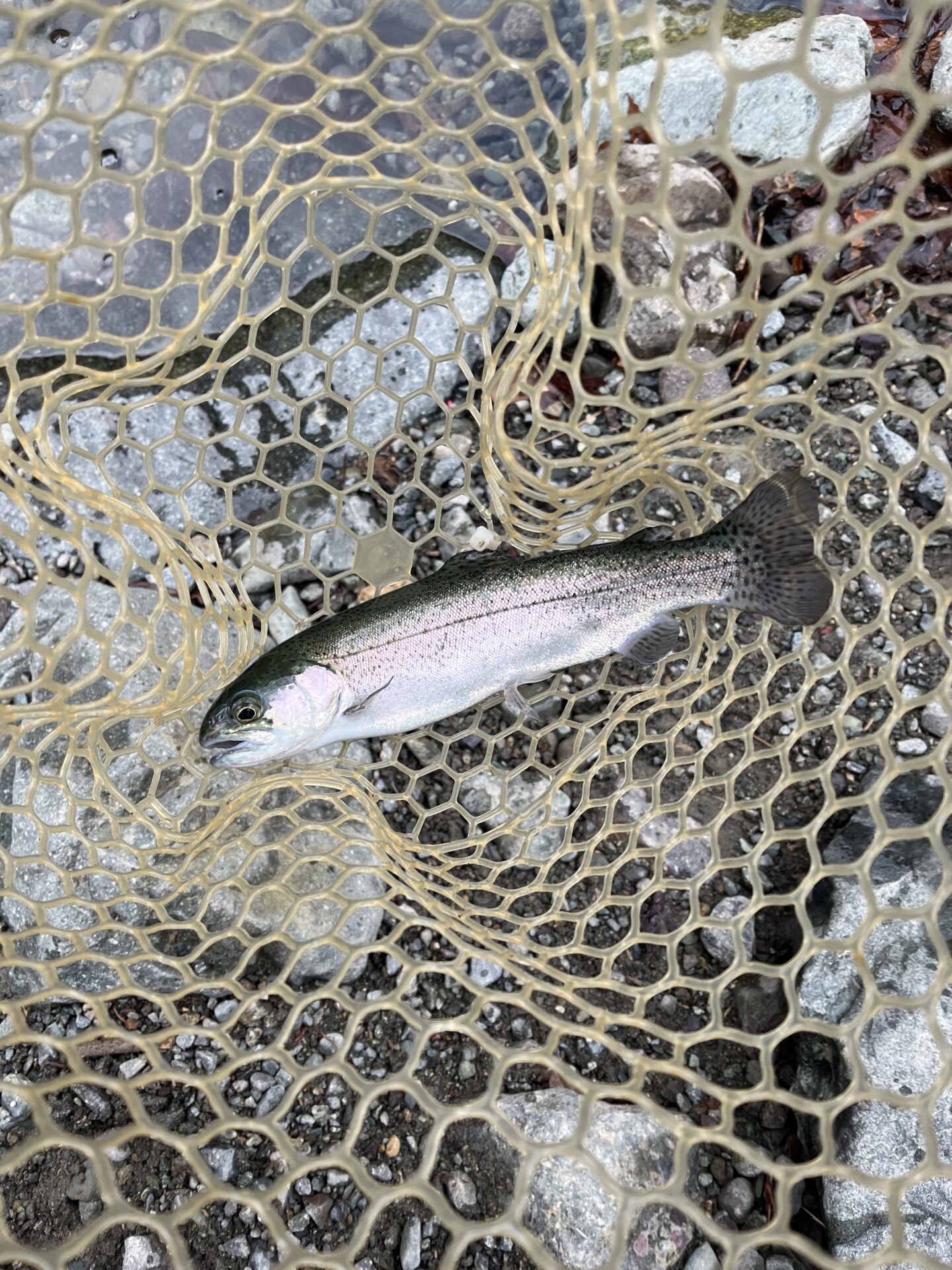 虹鱒
うらたん
10:35
